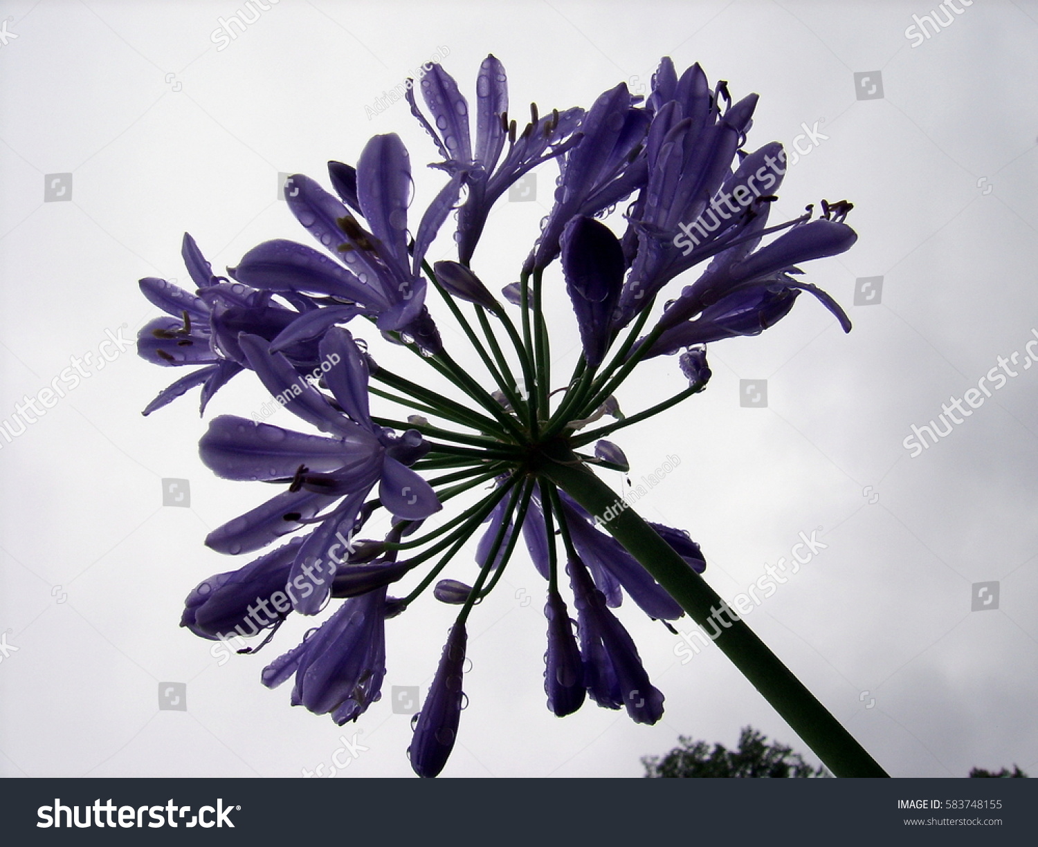 Agapanthus Commonly Known Lily Nile African Stock Photo