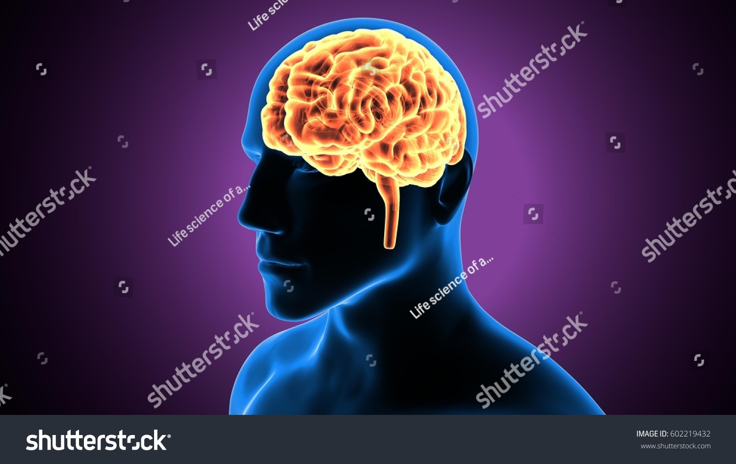 D Illustration Human Brain Anatomy Shutterstock