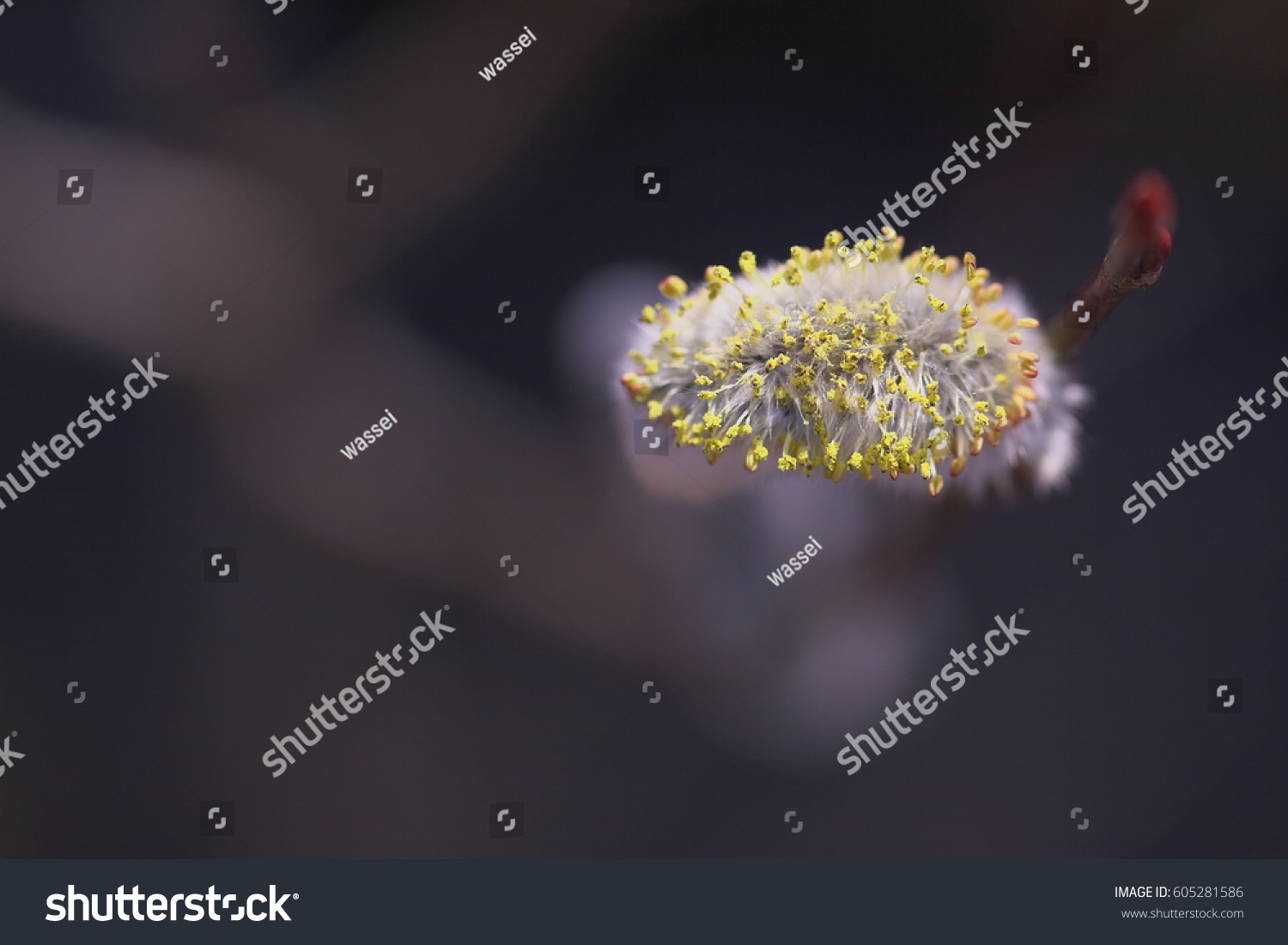 Turned Pussy Willow Stock Photo 605281586 Shutterstock