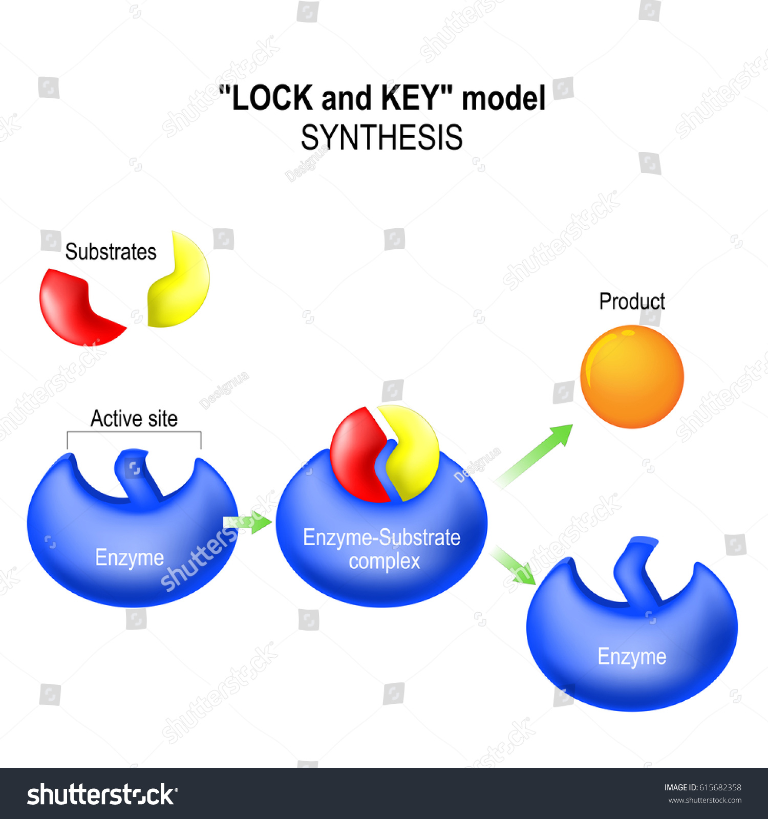 Enzyme Lock Key Model Synthesis Metabolic Stock Vector Royalty Free