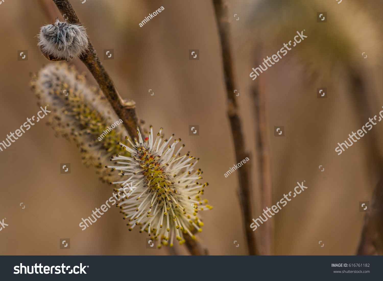 Closeup Salix Discolor America Pussy Willow Stock Photo