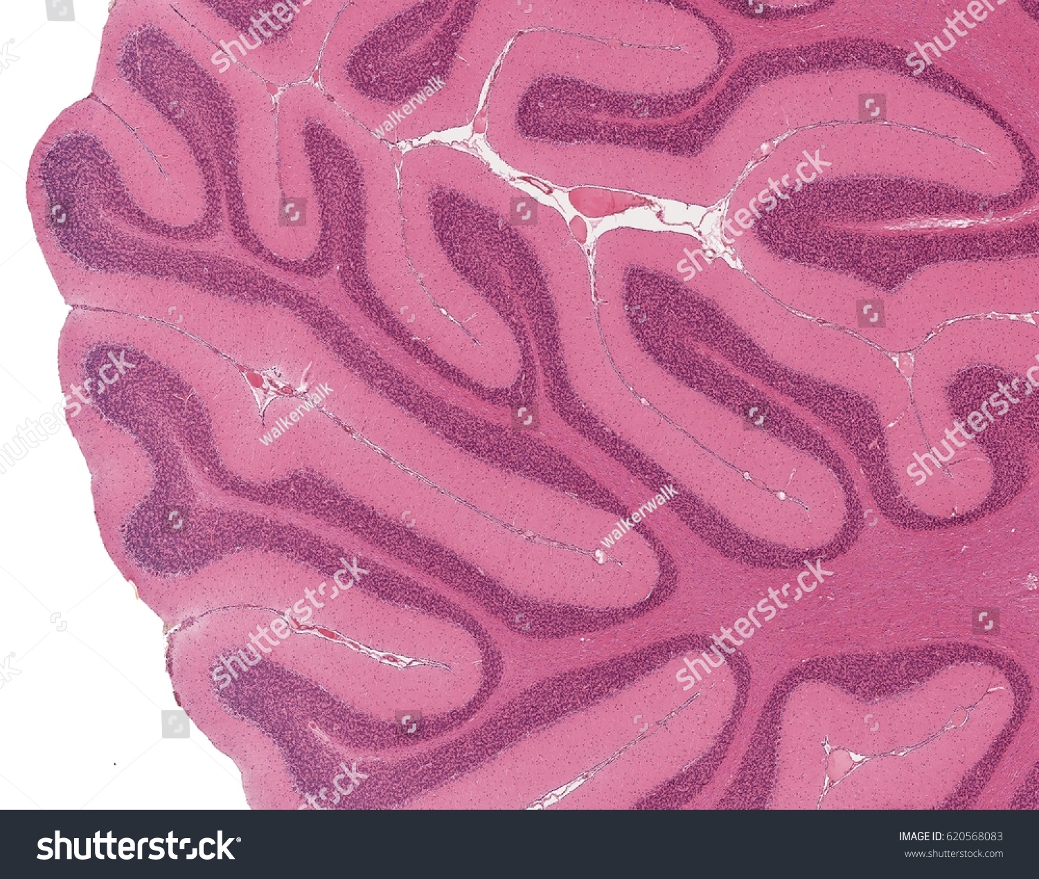 Cerebellum Nervous System Anatomy Histology Human Stock Photo