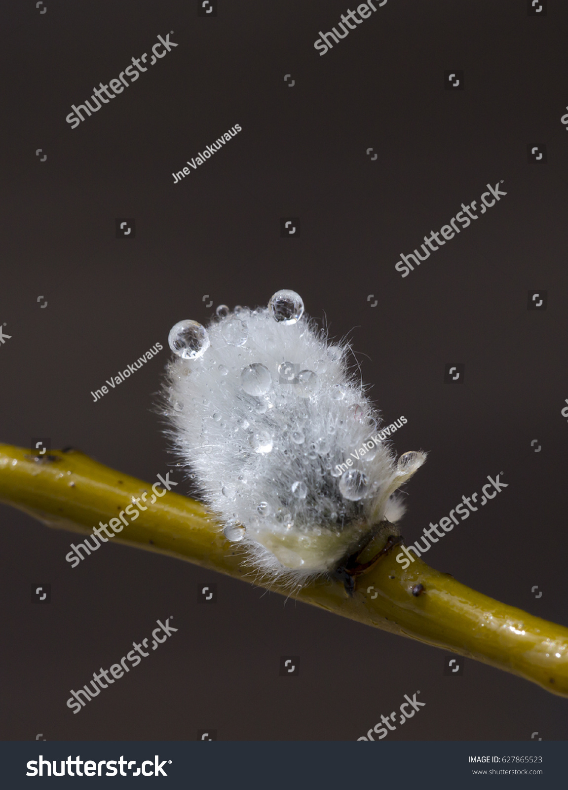 Water Droplets On Pussy Willow Looks Stock Photo 627865523 Shutterstock