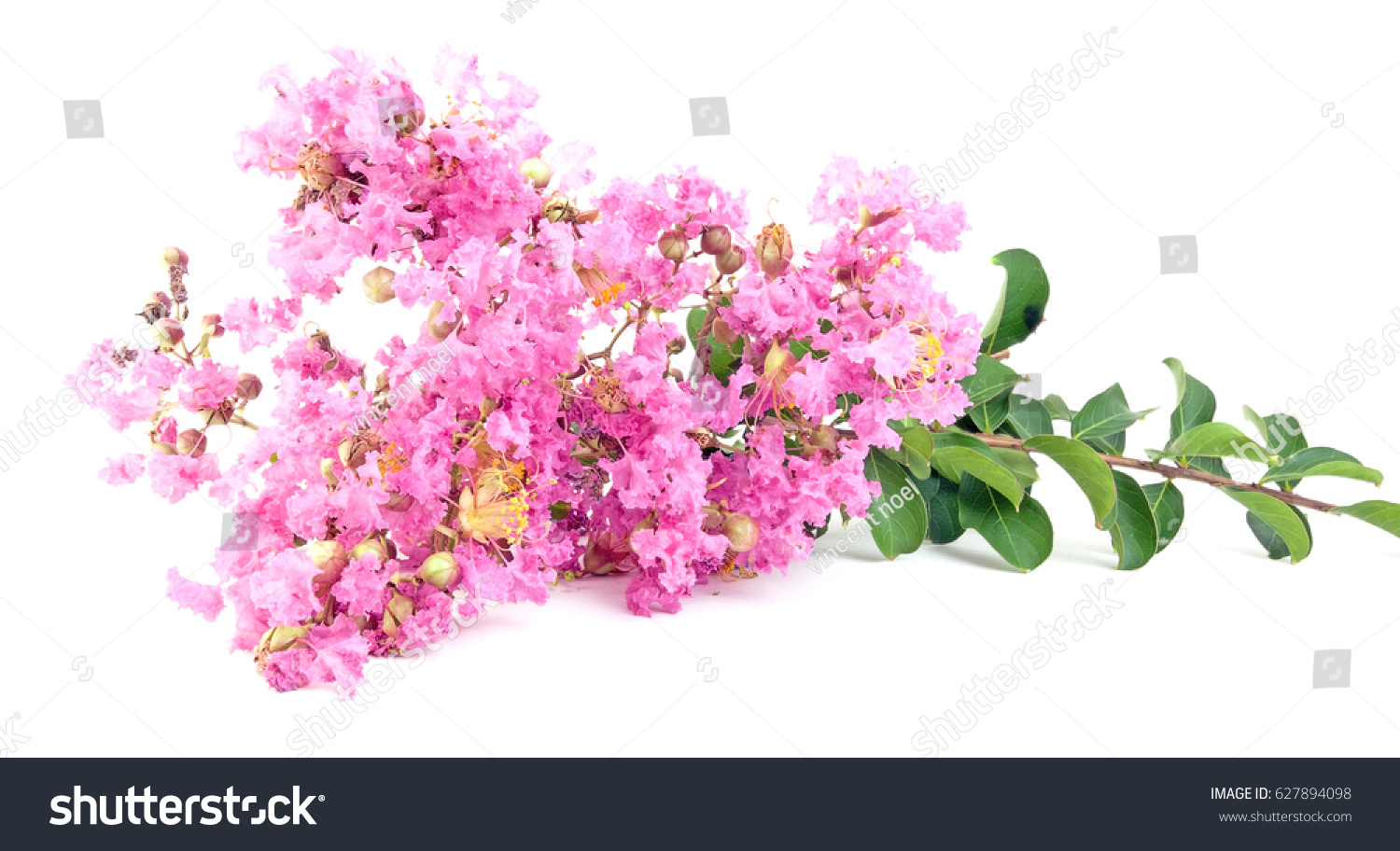 Isolated Pink Crepe Myrtle Blossom Stock Photo 627894098 Shutterstock