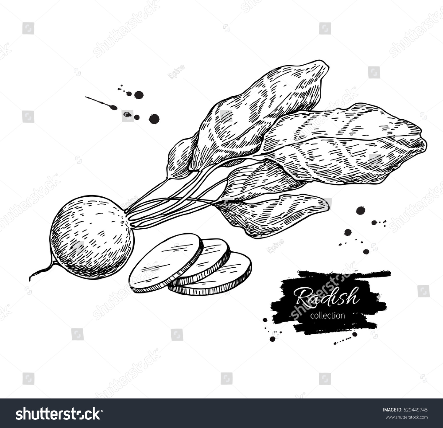 Radish Hand Drawn Vector Illustration Isolated