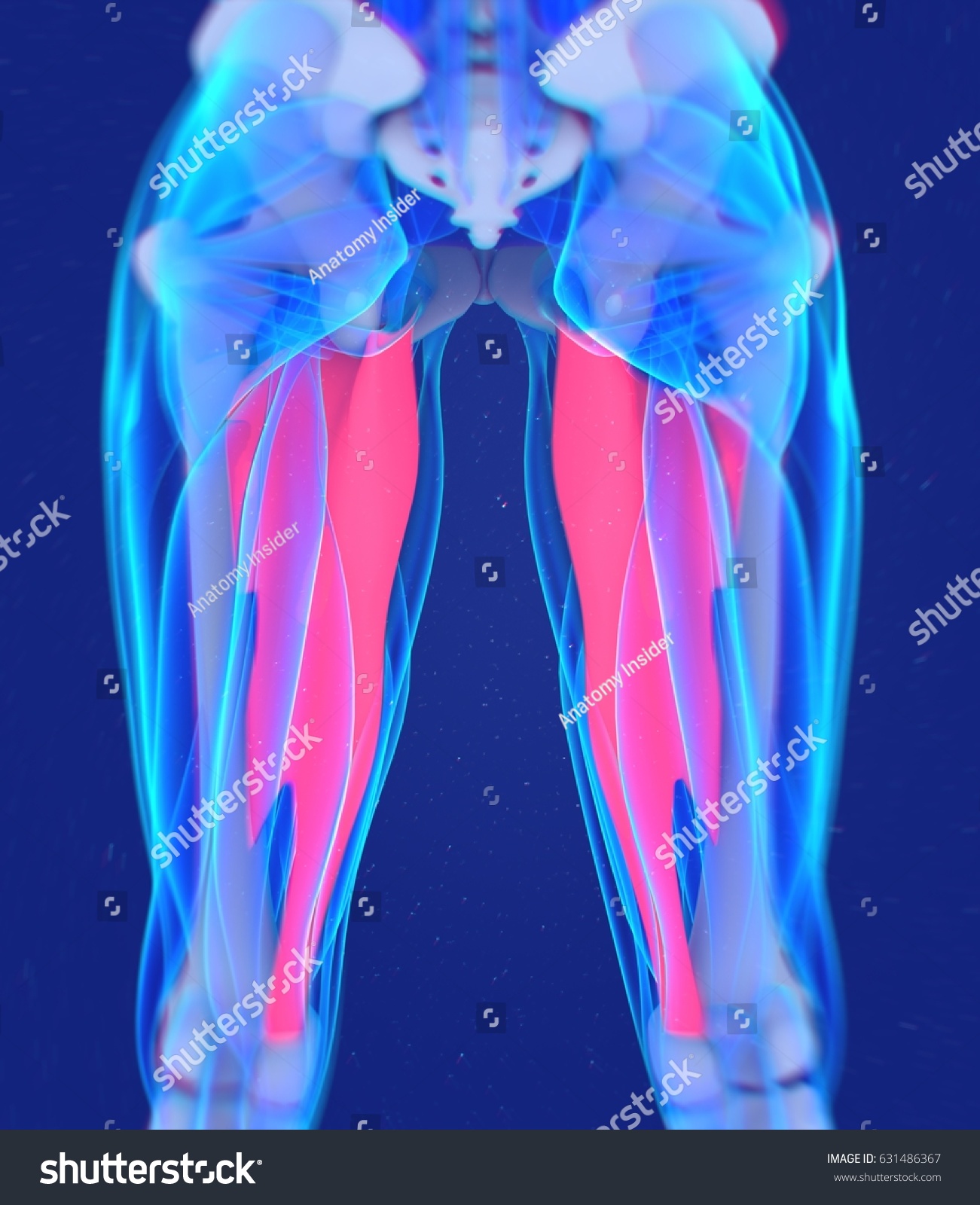 Adductor Magnus Female Muscle Anatomy Leg Stock Illustration 631486367