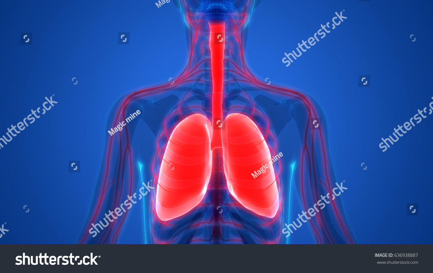 Human Body Organs Lungs Nervous System Ilustraci N De Stock