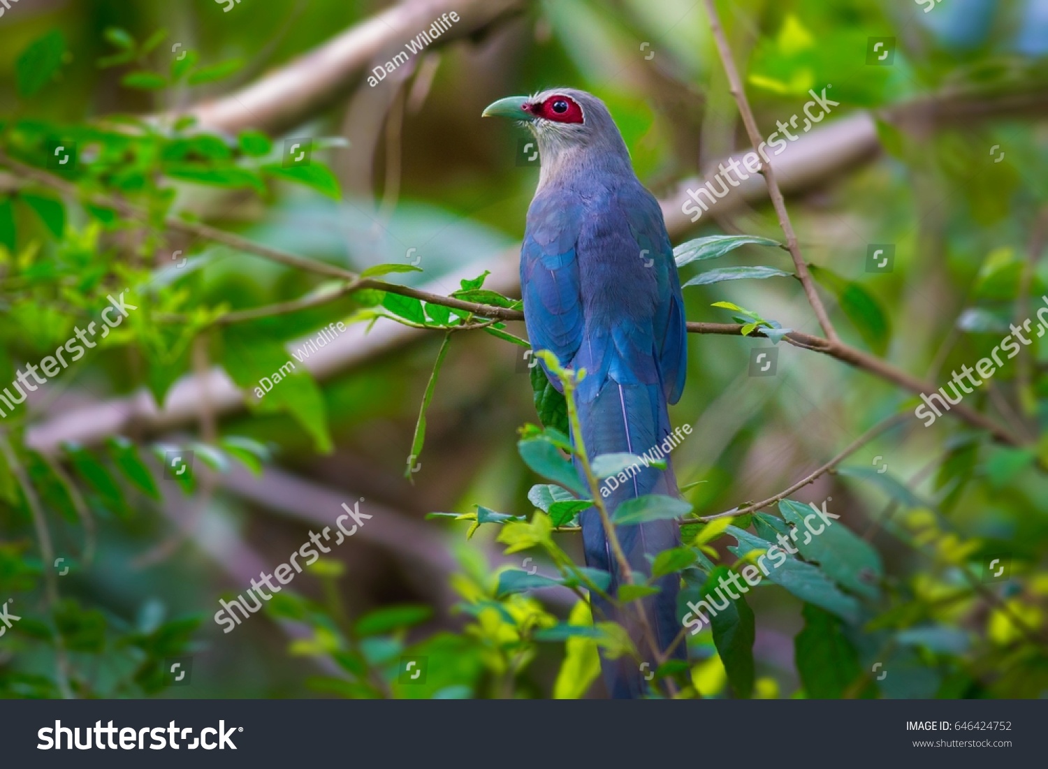 Greenbilled Malkoha Phaenicophaeus Tristis Bird Red库存照片646424752