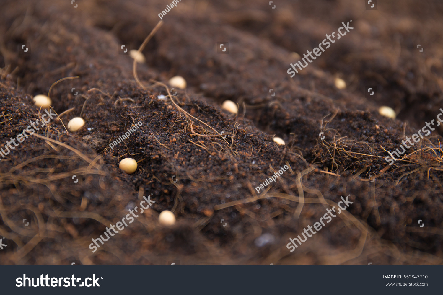 Planting Vegetable Seeds Prepared Soil Rows Stock Photo 652847710