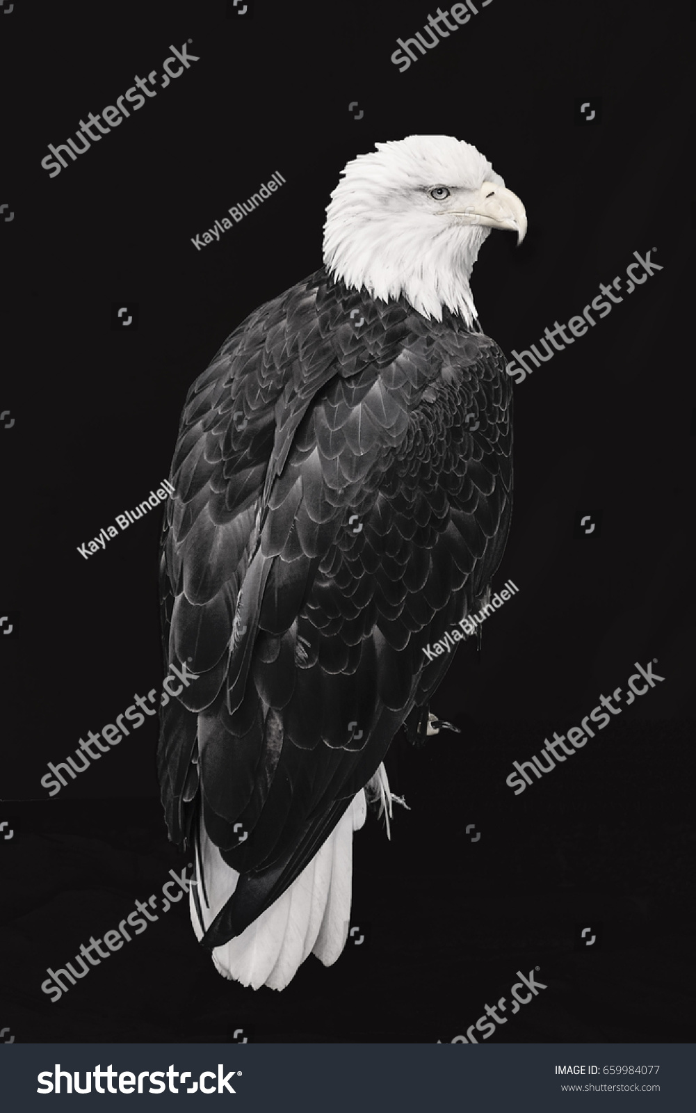 Bald Eagle Black White Stock Photo Shutterstock