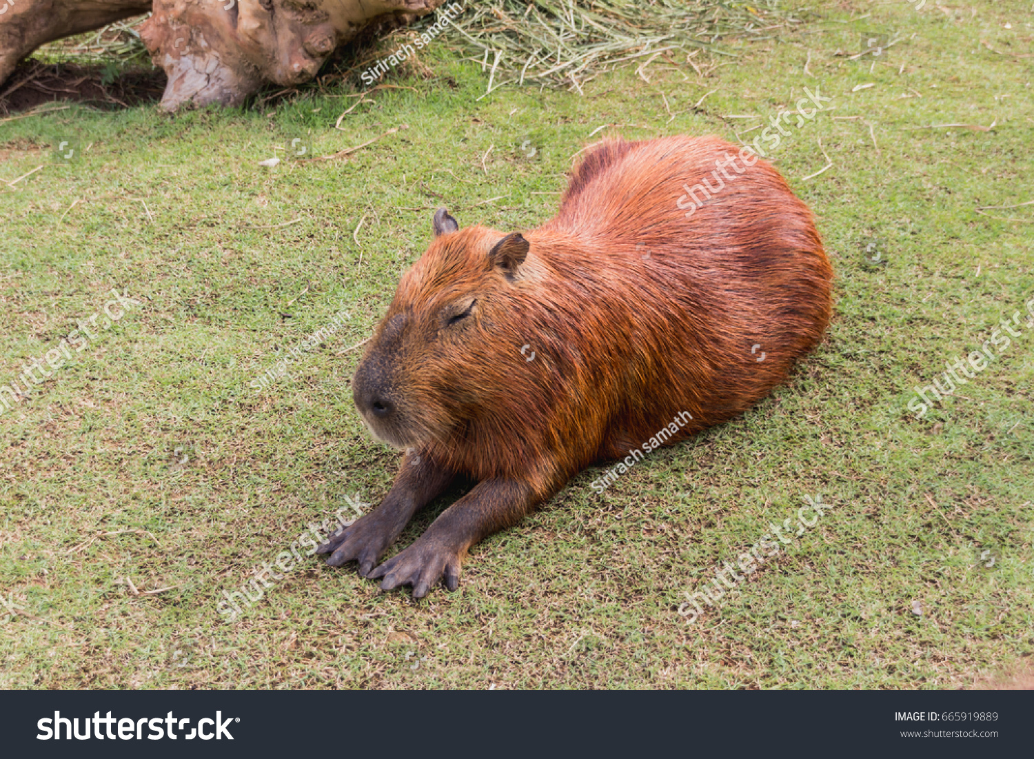 Capybara Hydrochoerus Hydrochaeris库存照片665919889 Shutterstock