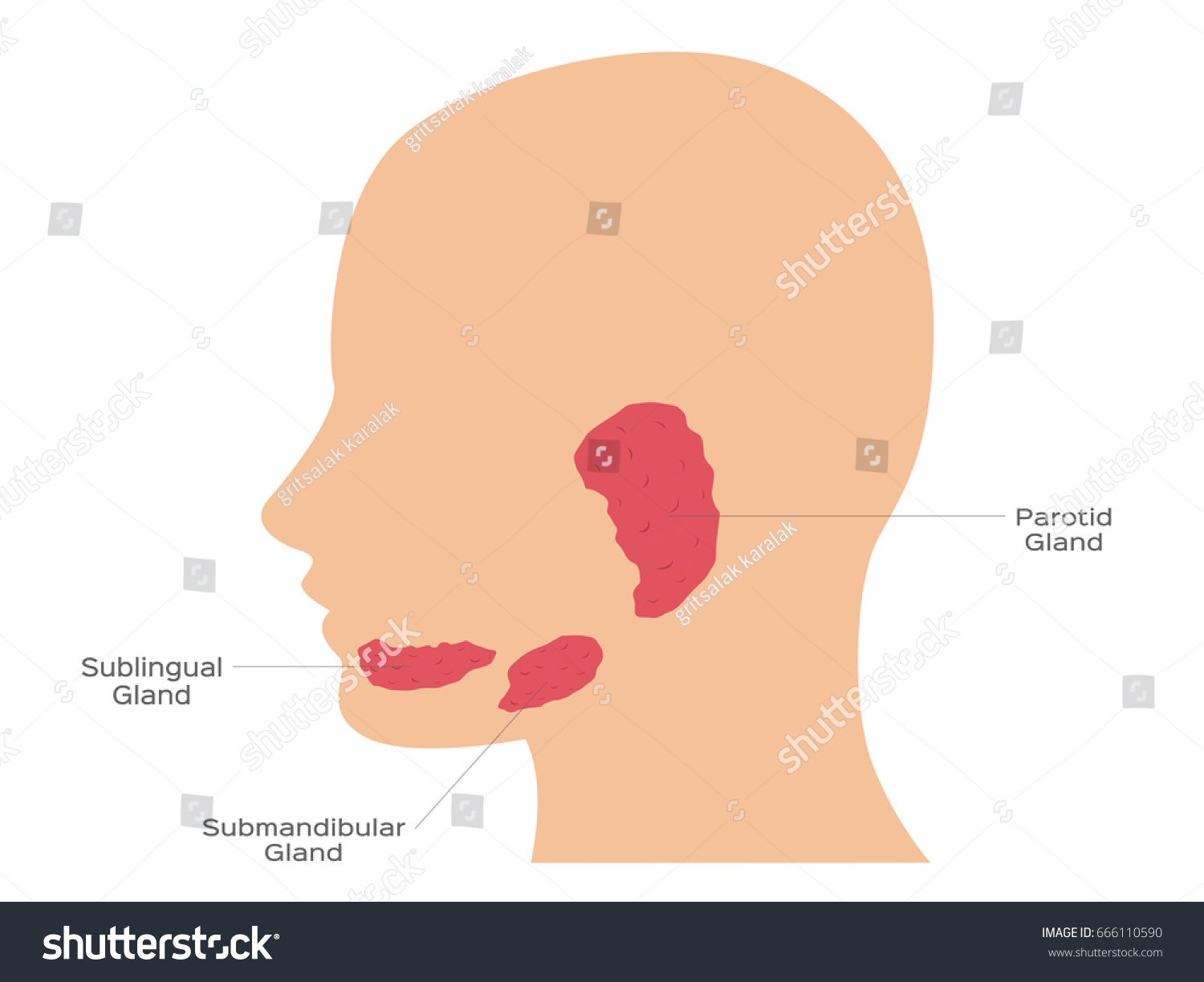 Vektor Stok Kelenjar Ludah Kelenjar Sublingual Submandibular Dan