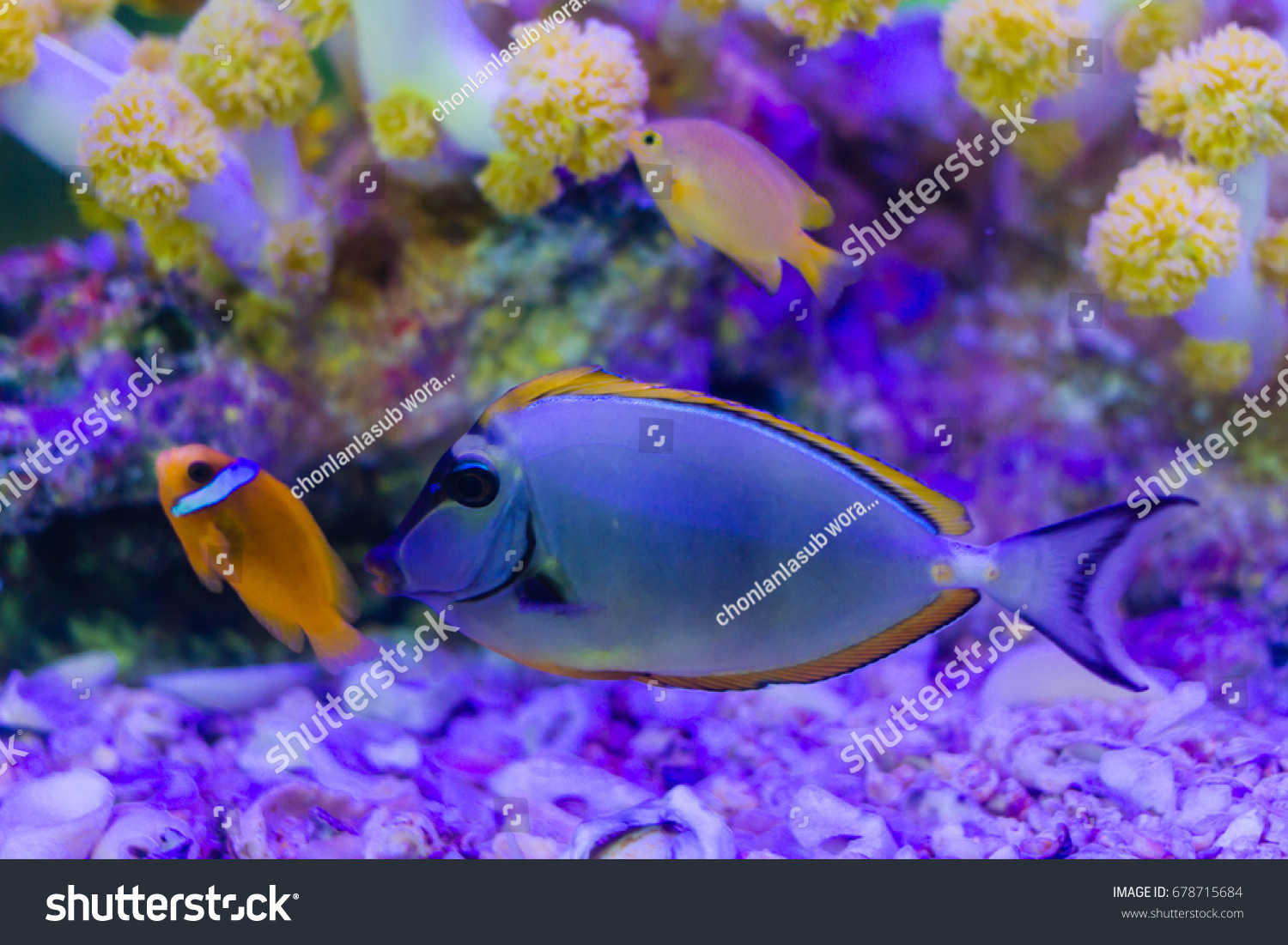 Blonde Naso Tang Naso Elegans Stock Photo 678715684 Shutterstock