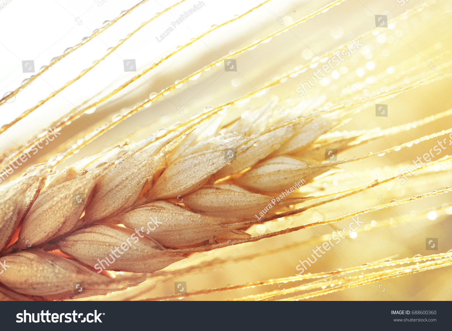 Dew Drops On Gold Ripe Wheat Stock Photo Shutterstock