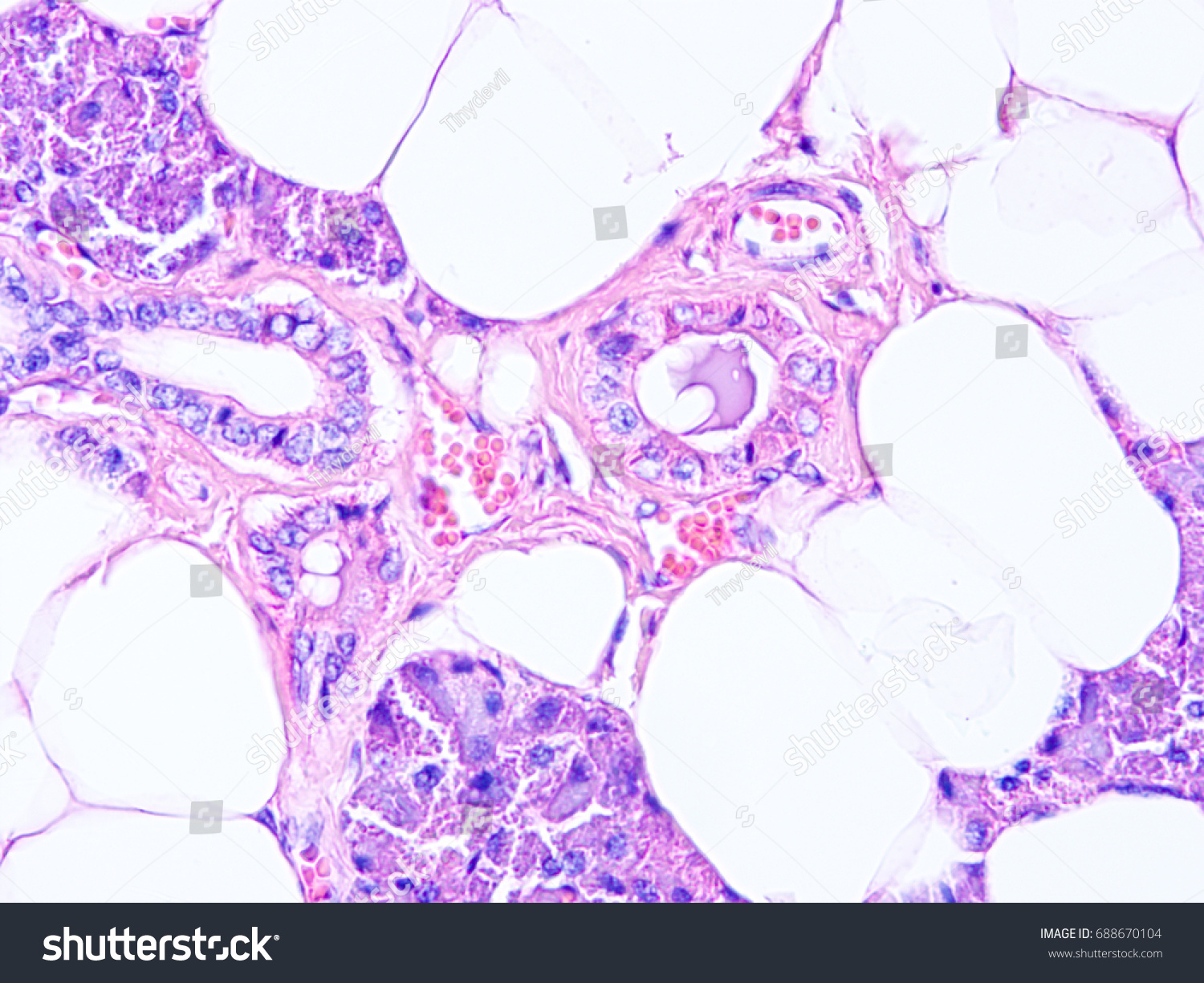 Histology Human Salivary Gland Tissue Show 스톡 사진 688670104 Shutterstock