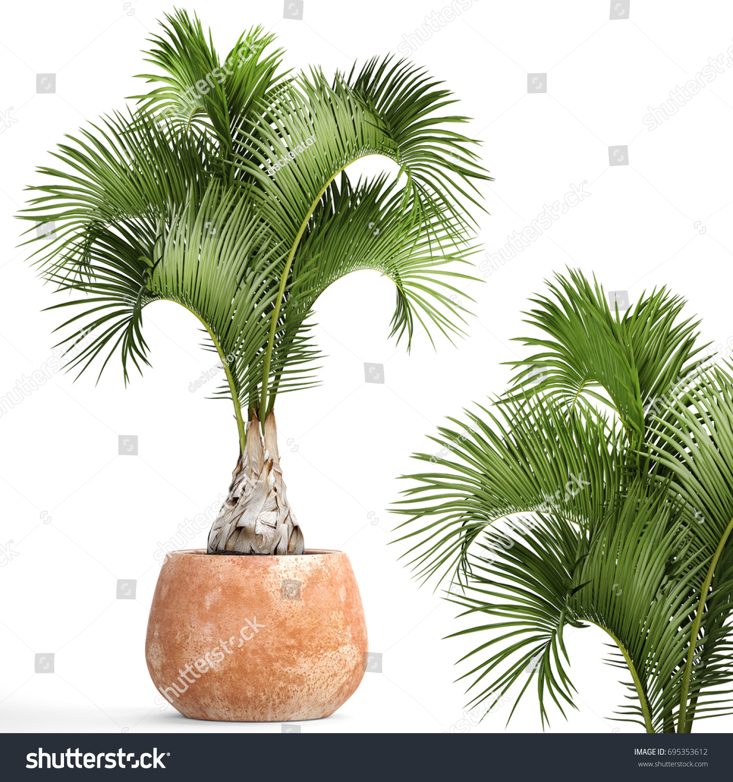 3d Digital Render Hyophorbe Lagenicaulis Isolated Stock Illustration