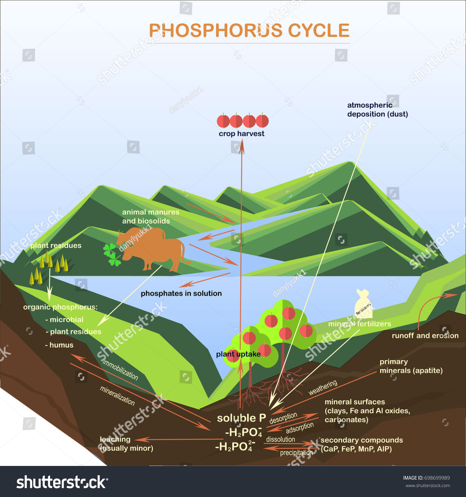 Scheme Phosphorus Cycle Flats Design Vector Stock Vector Royalty Free