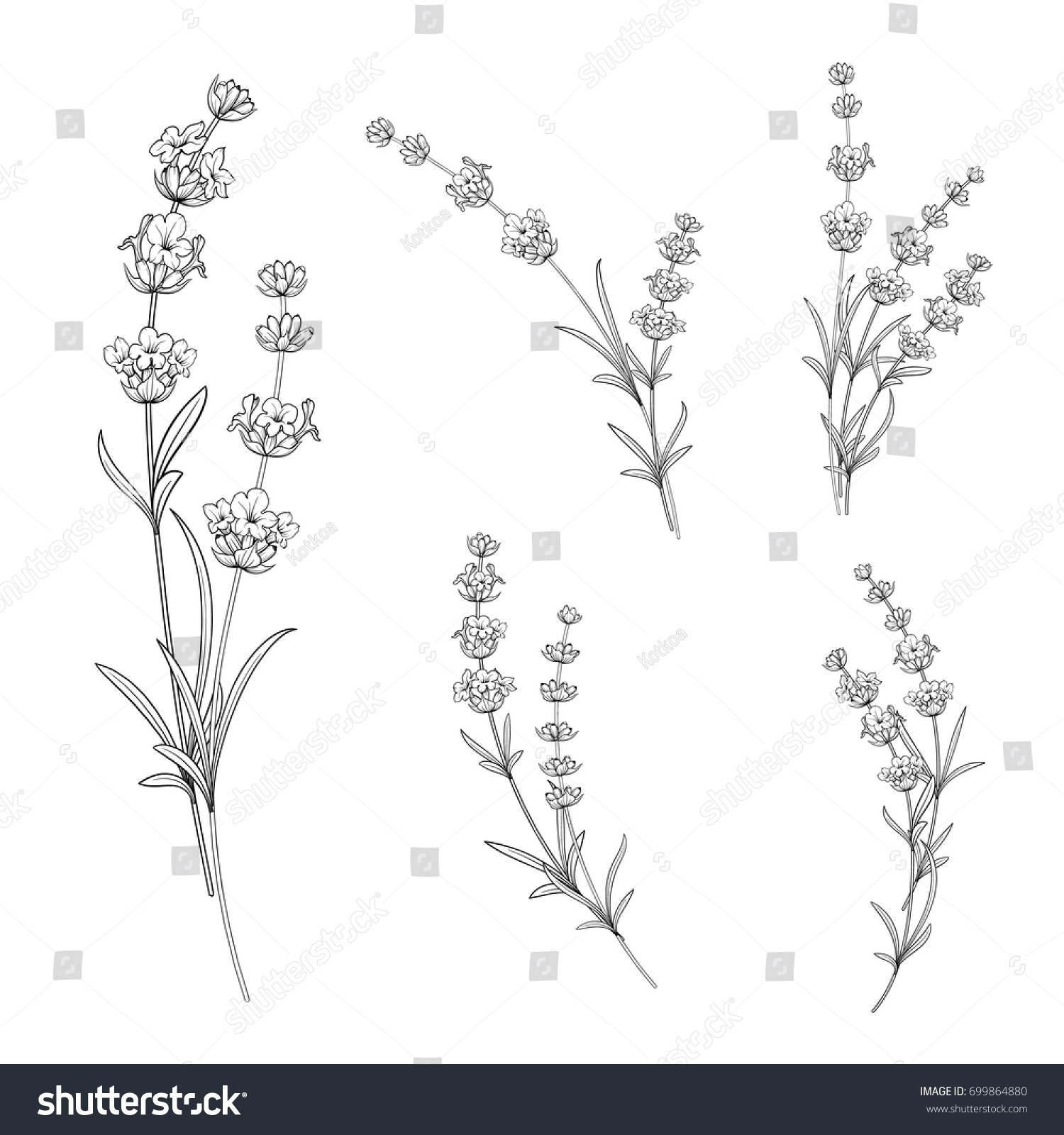 Set Lavender Flowers Elements Collection Lavender Stock Vector Royalty