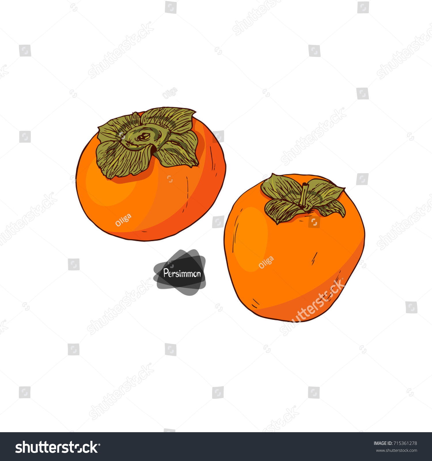 Hand Drawn Sketch Style Two Persimmons Stock Vector Royalty Free