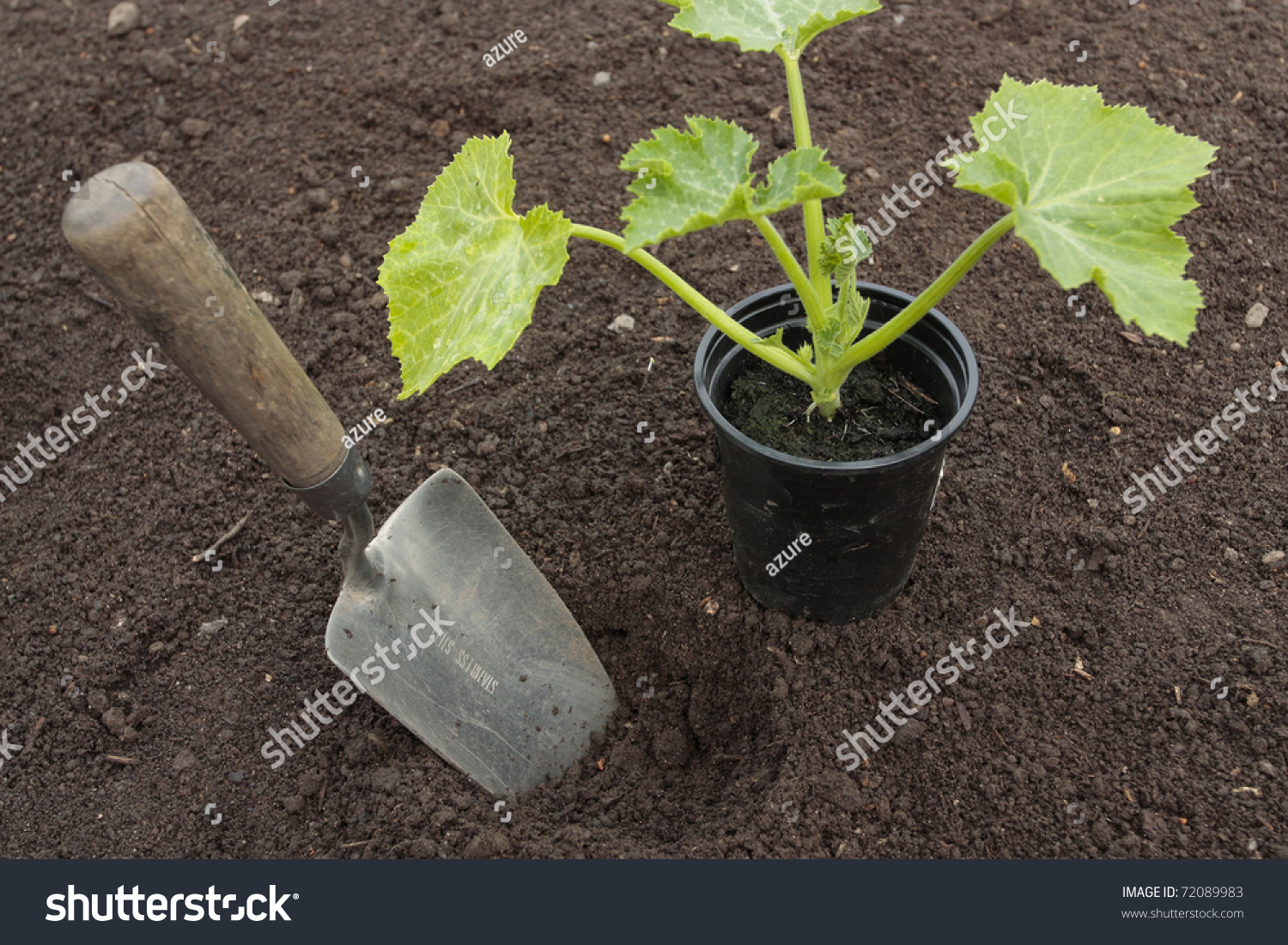 Planting Vegetable Seeds Prepared Soil Rows Stock Photo