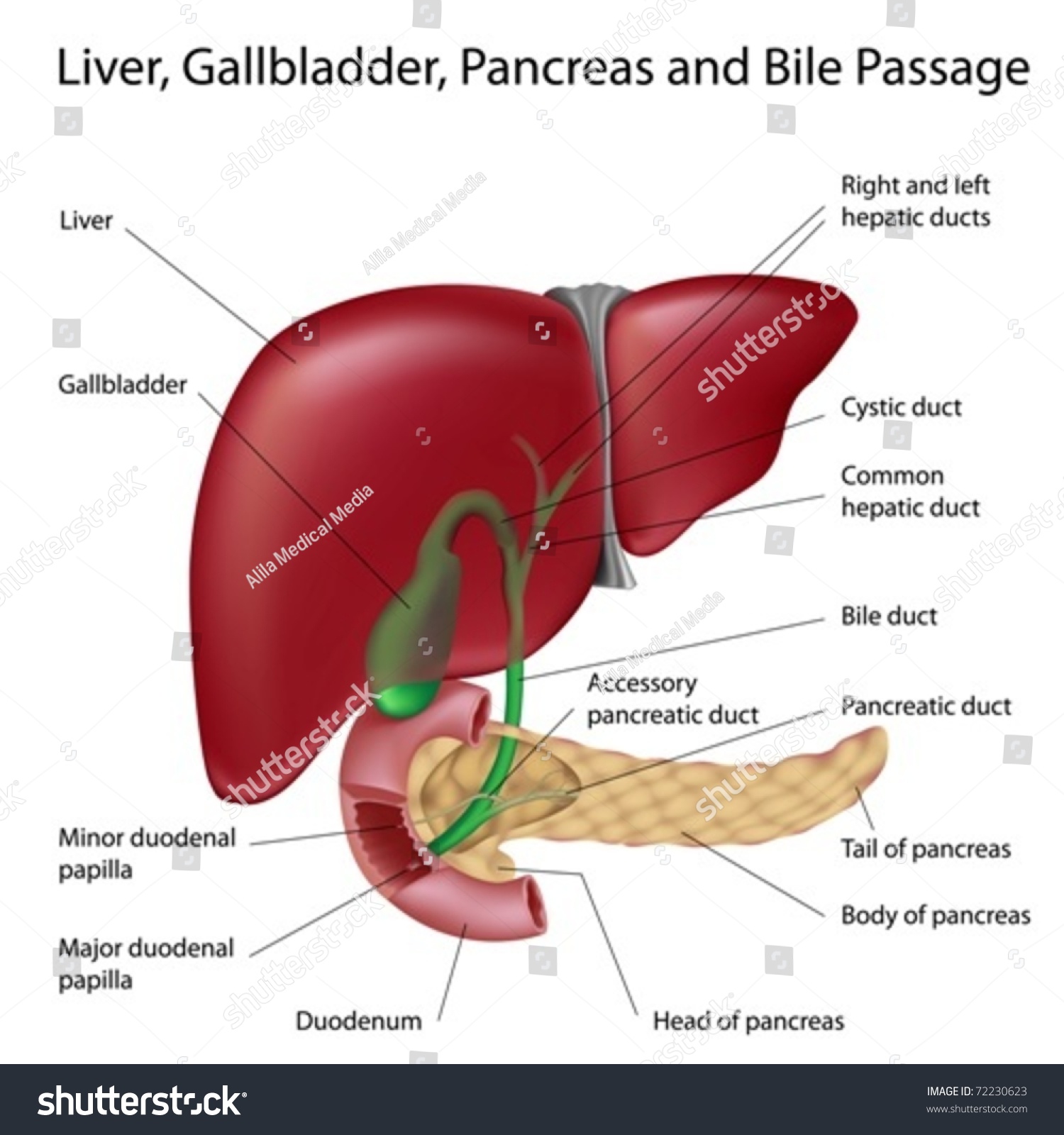 Liver Gallbladder Duodenum Pancreas Labeled Scientifically Stock Vector