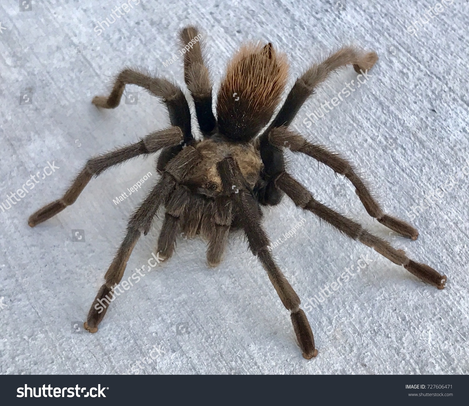 Aphonopelma Iodius Images Stock Photos Vectors Shutterstock