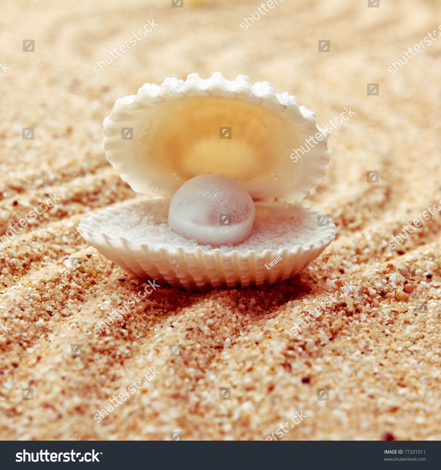 Sea shell free porn compilations