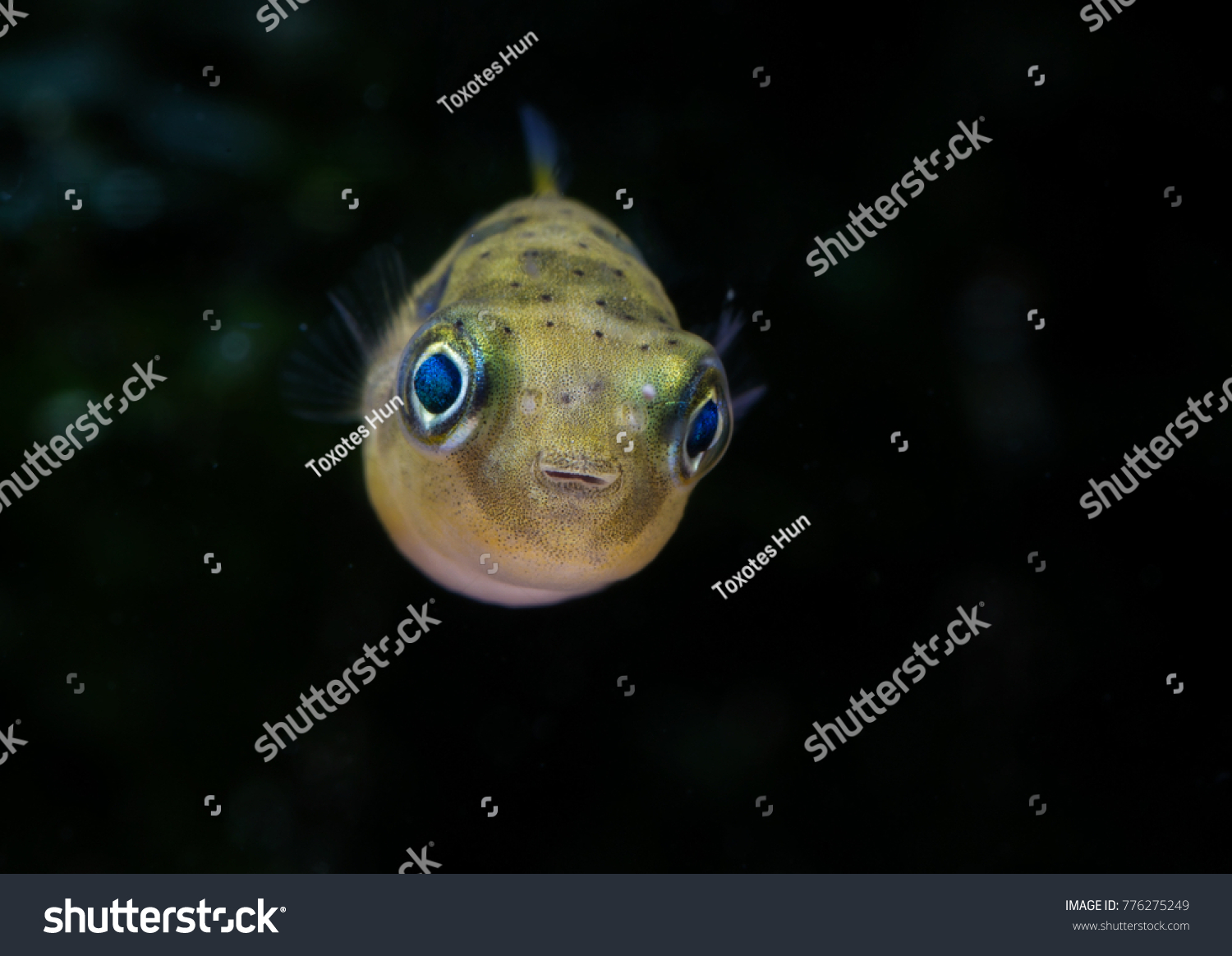 Dwarf Pygmy Puffer Fish Carinotetraodon Travancoricus Stock Photo