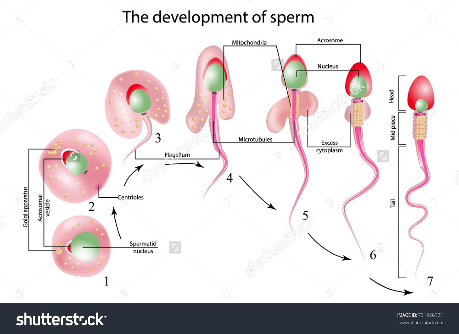 Sperm cells are stored in the