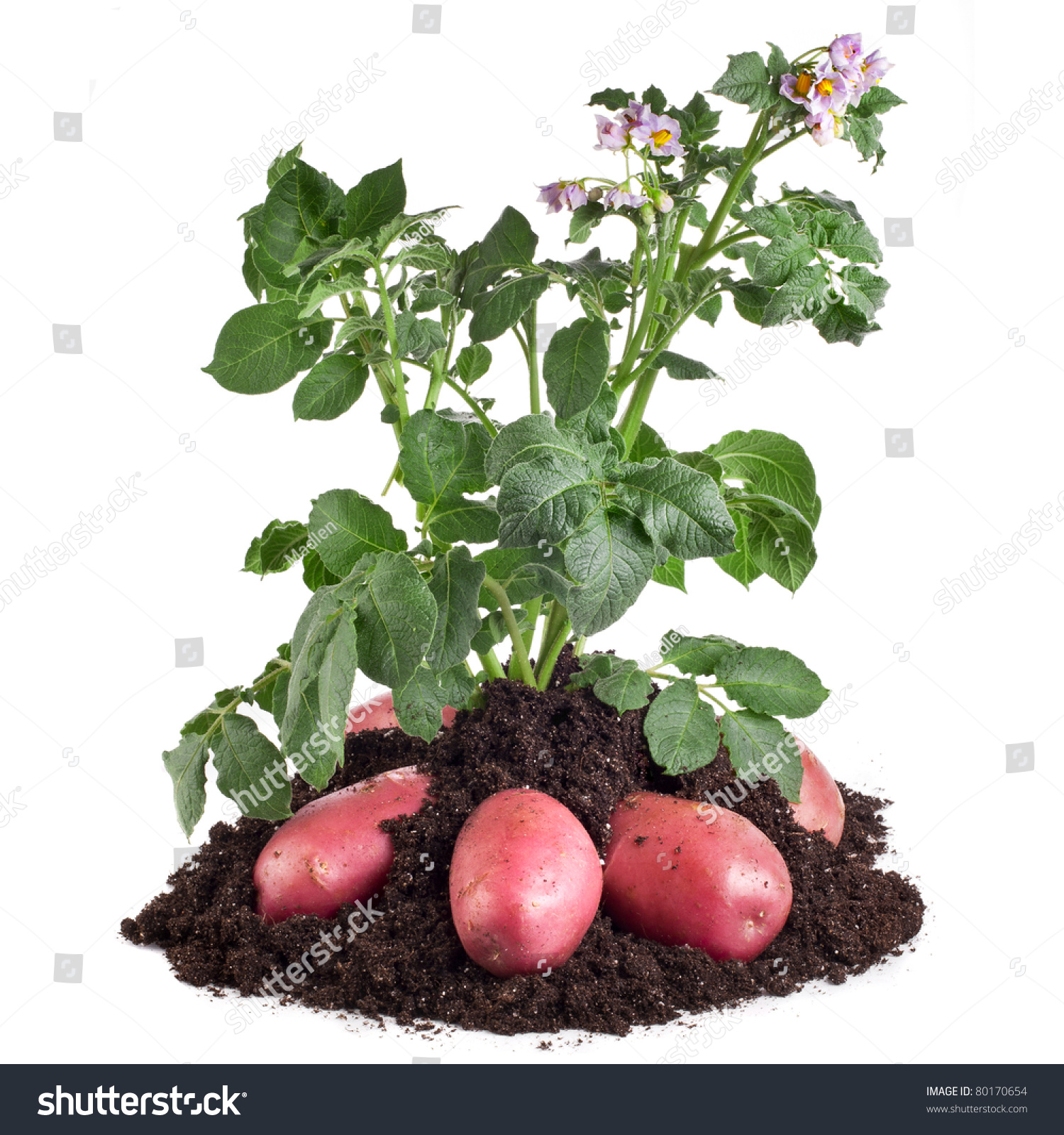 Potato Plant Tubers Soil Dirt Isolated Stock Photo Shutterstock