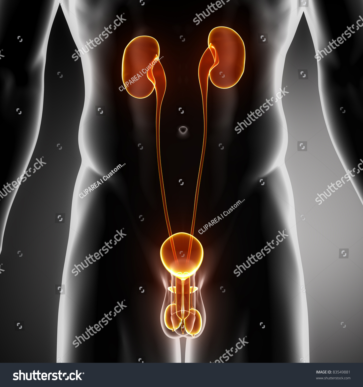 Stock Ilustrace Male Anatomy Human Urogenital Organs Xray