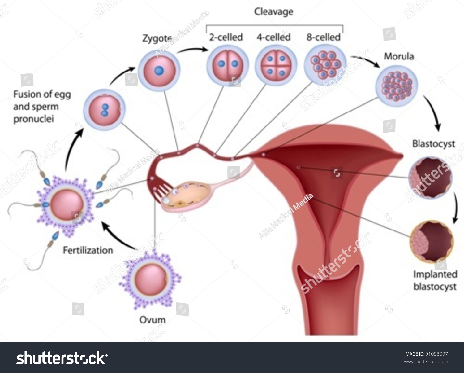 Early Human Development Ovulation Implantation Blastocyst Stock Vector