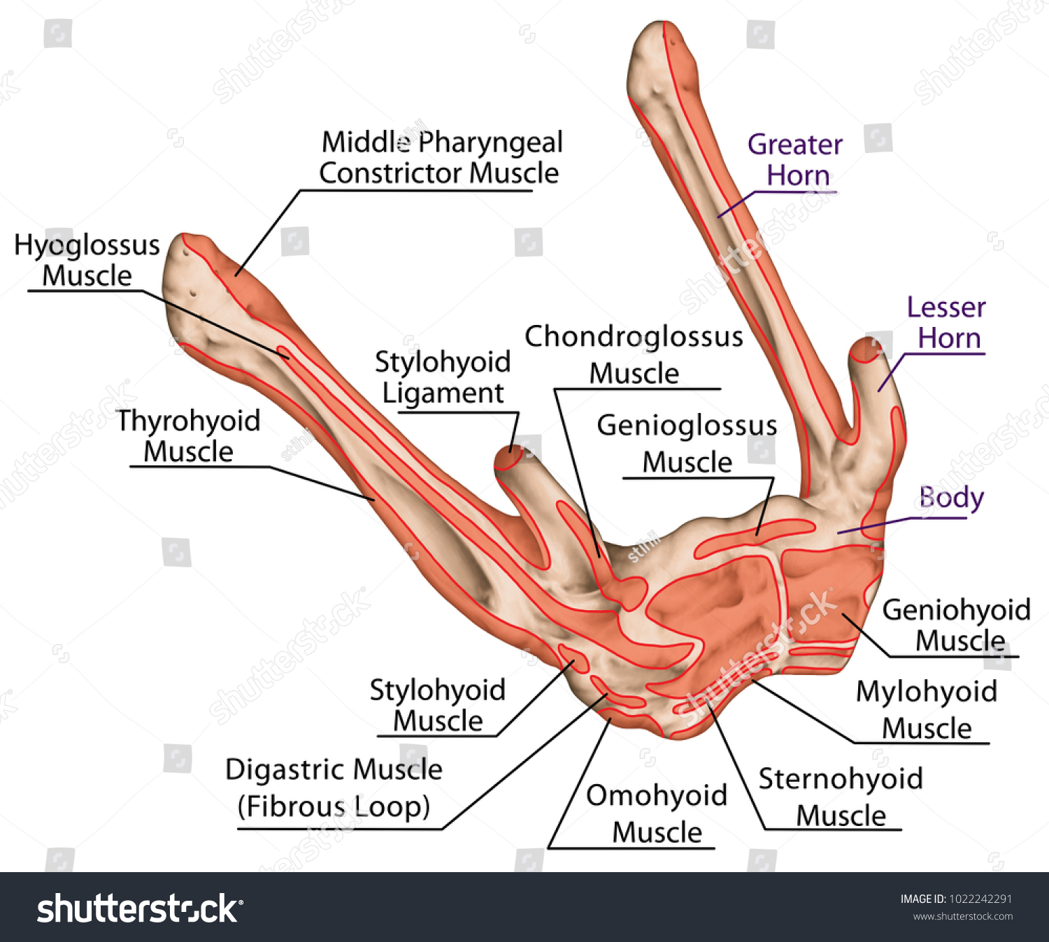 Origins And Insertions Of The Muscles Of Hyoid Royalty Free Stock