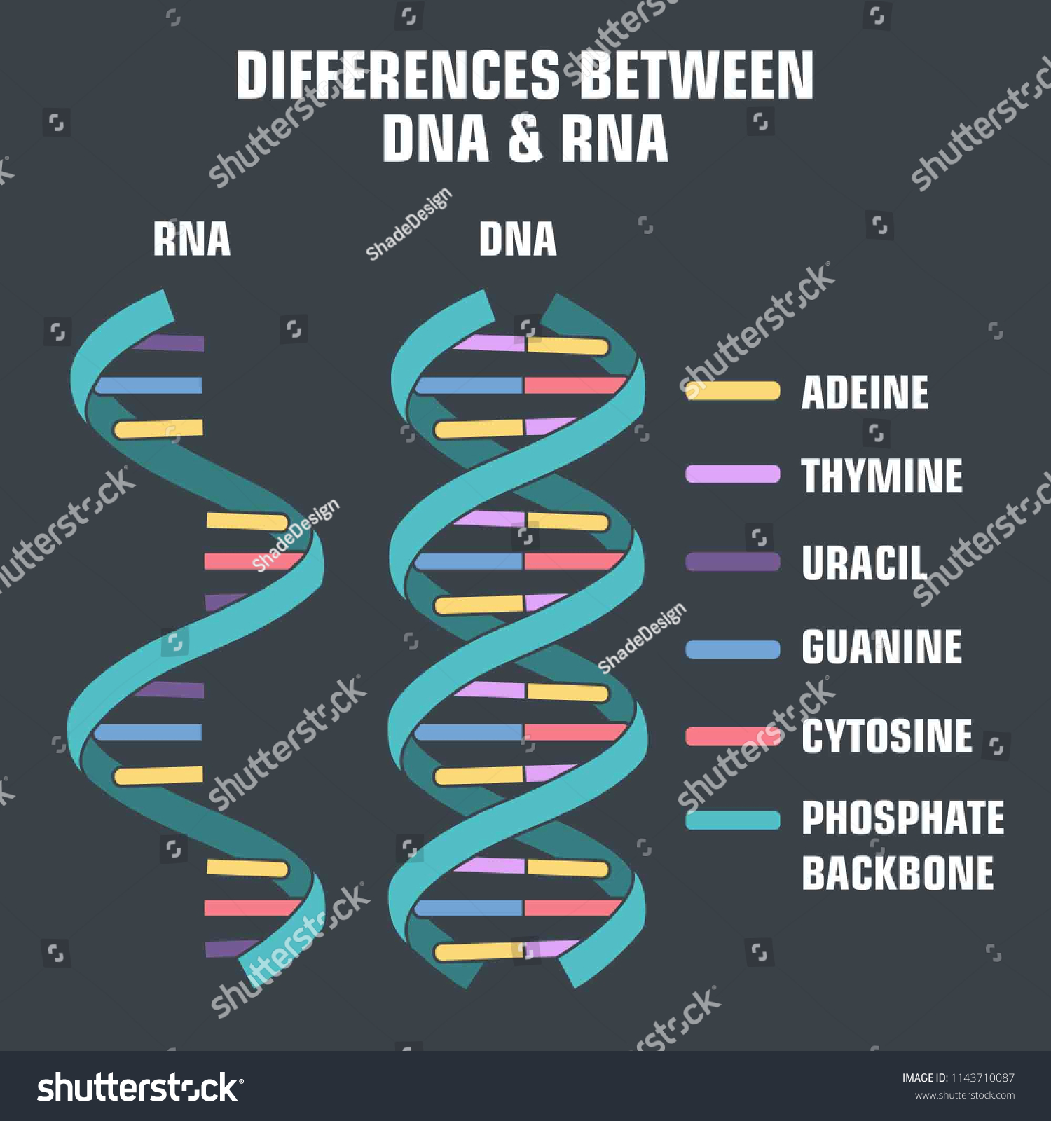 Vector Scientific Icon Spiral Of DNA And RNA An Royalty Free Stock