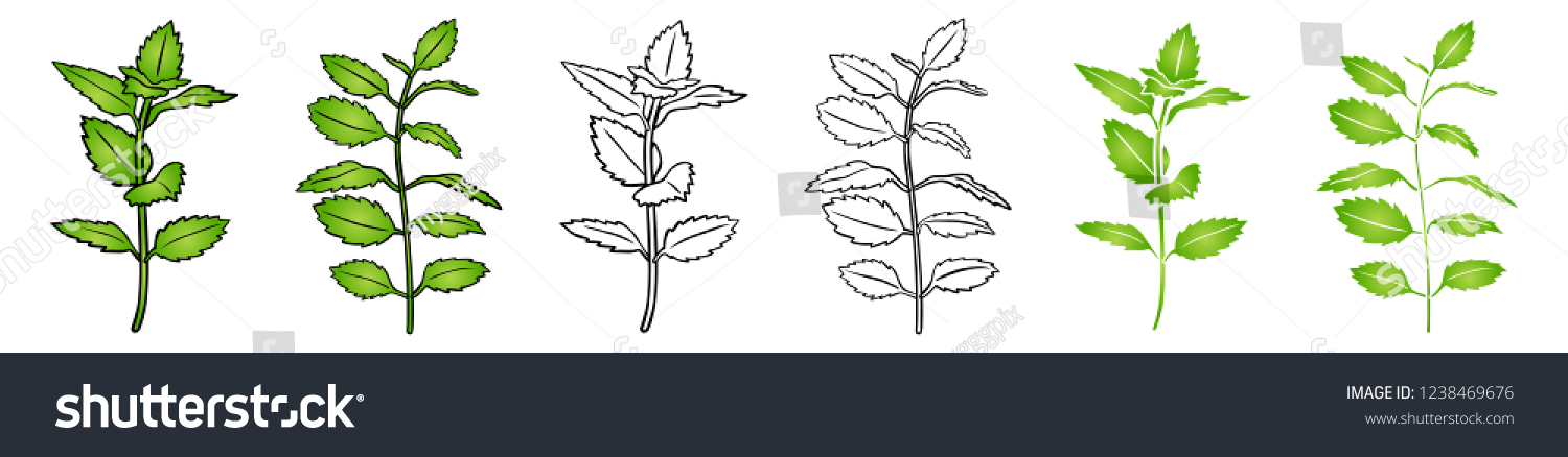 Set Vector Herbs Black And White Outlines Royalty Free Stock