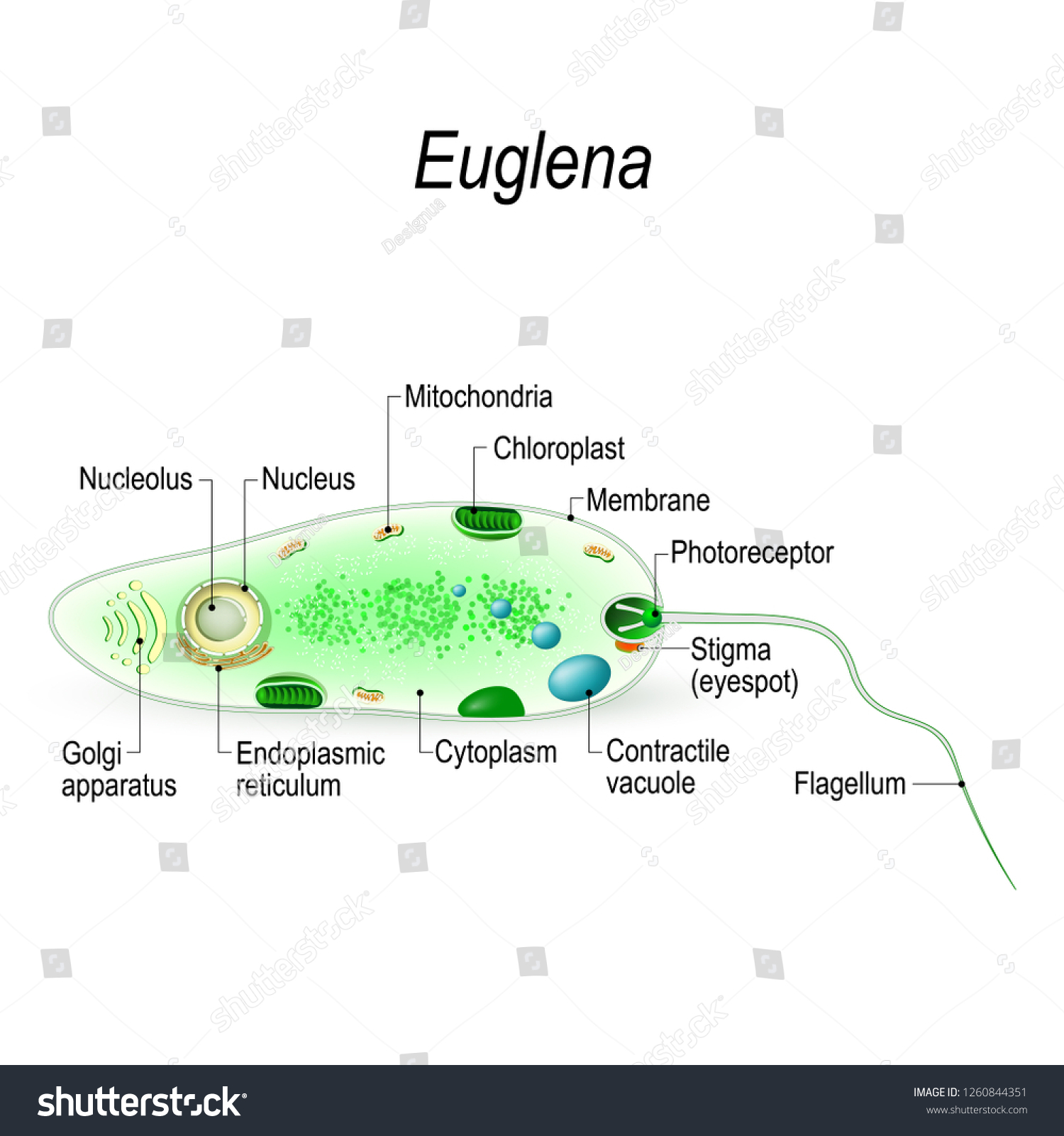 Anatomy Of A Euglena Euglena Freshwater Royalty Free Stock Photo