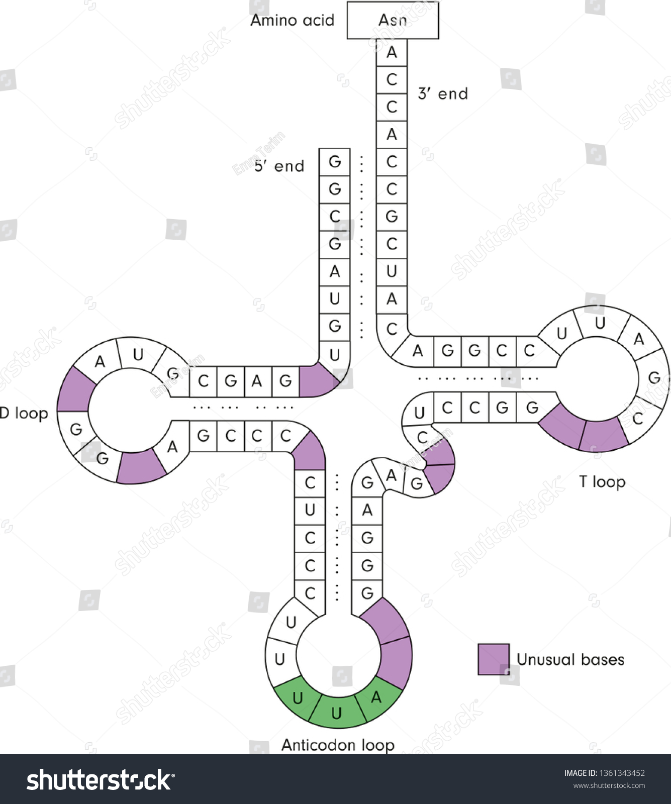 Structure Of Transfer Rna Trna Royalty Free Stock Vector