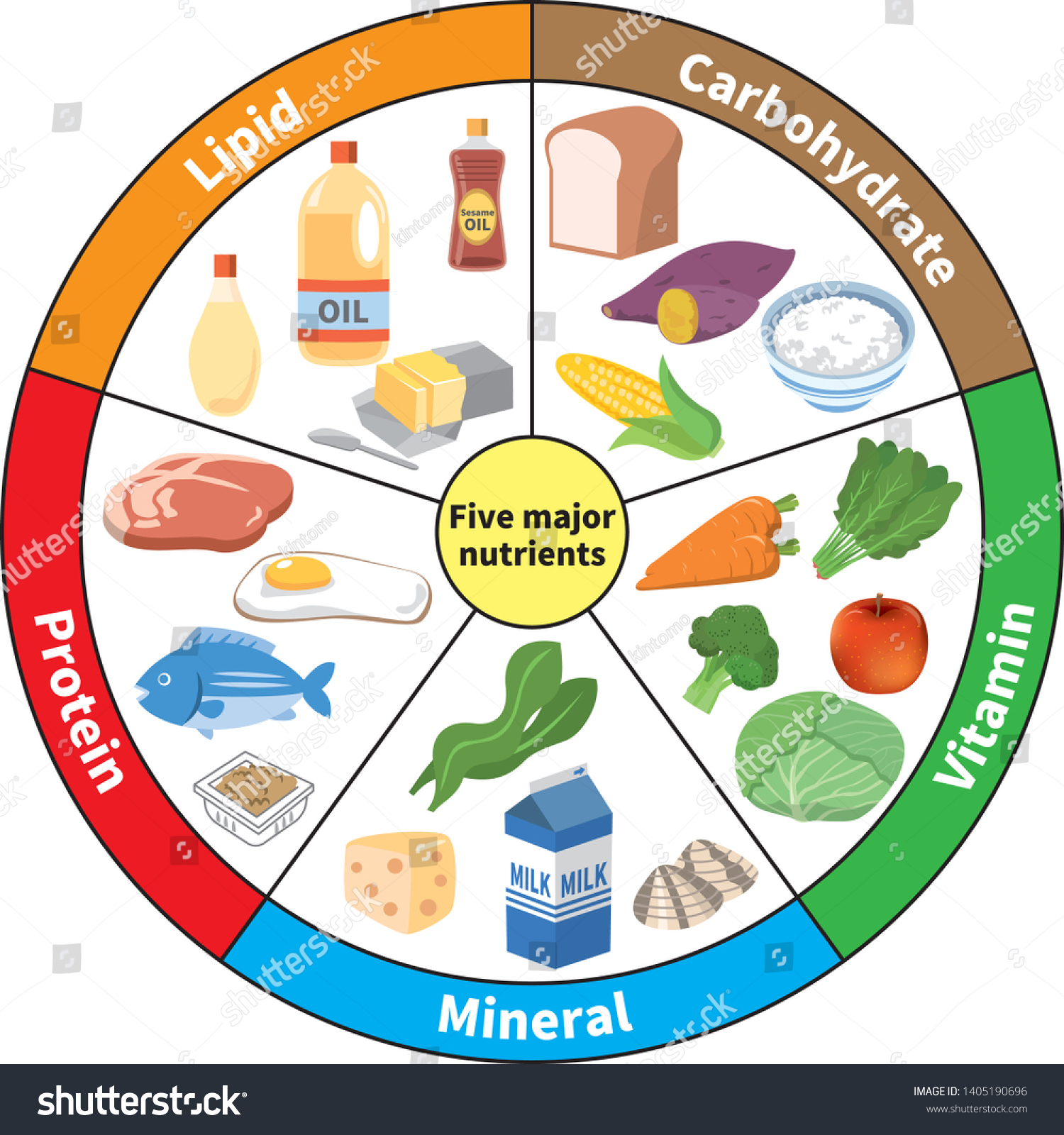 Chart Of Five Major Nutrients Royalty Free Stock Vector