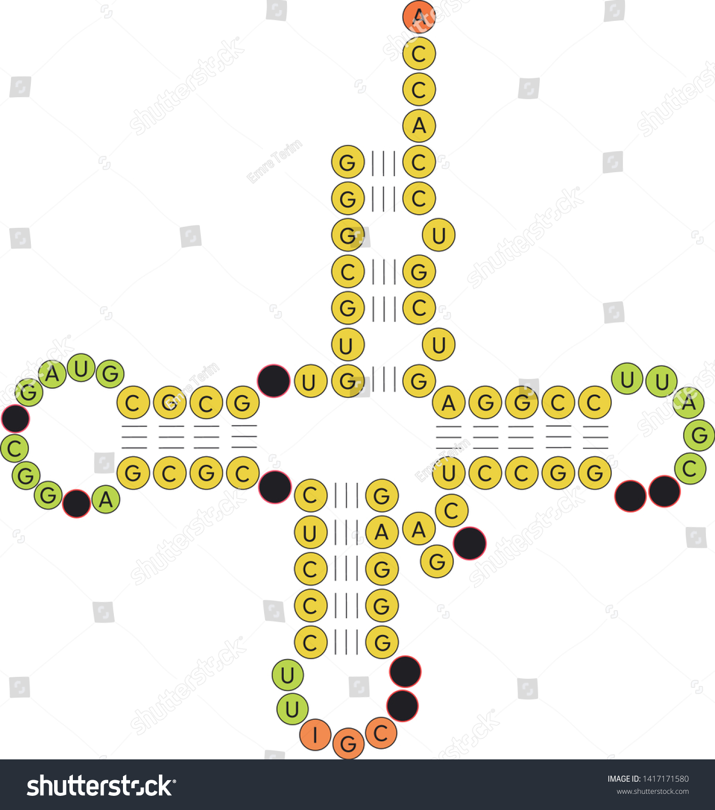 Structure Of Transfer RNA TRNA Royalty Free Stock Vector Avopix