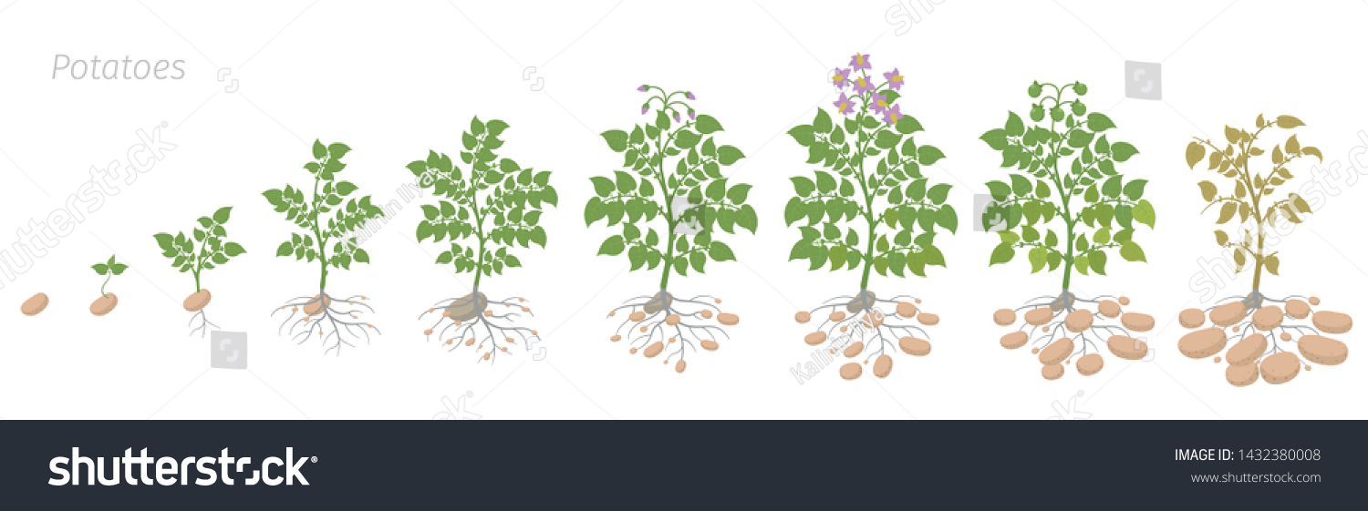 Crop Stages Of Potatoes Plant Growing Spud Royalty Free Stock Vector