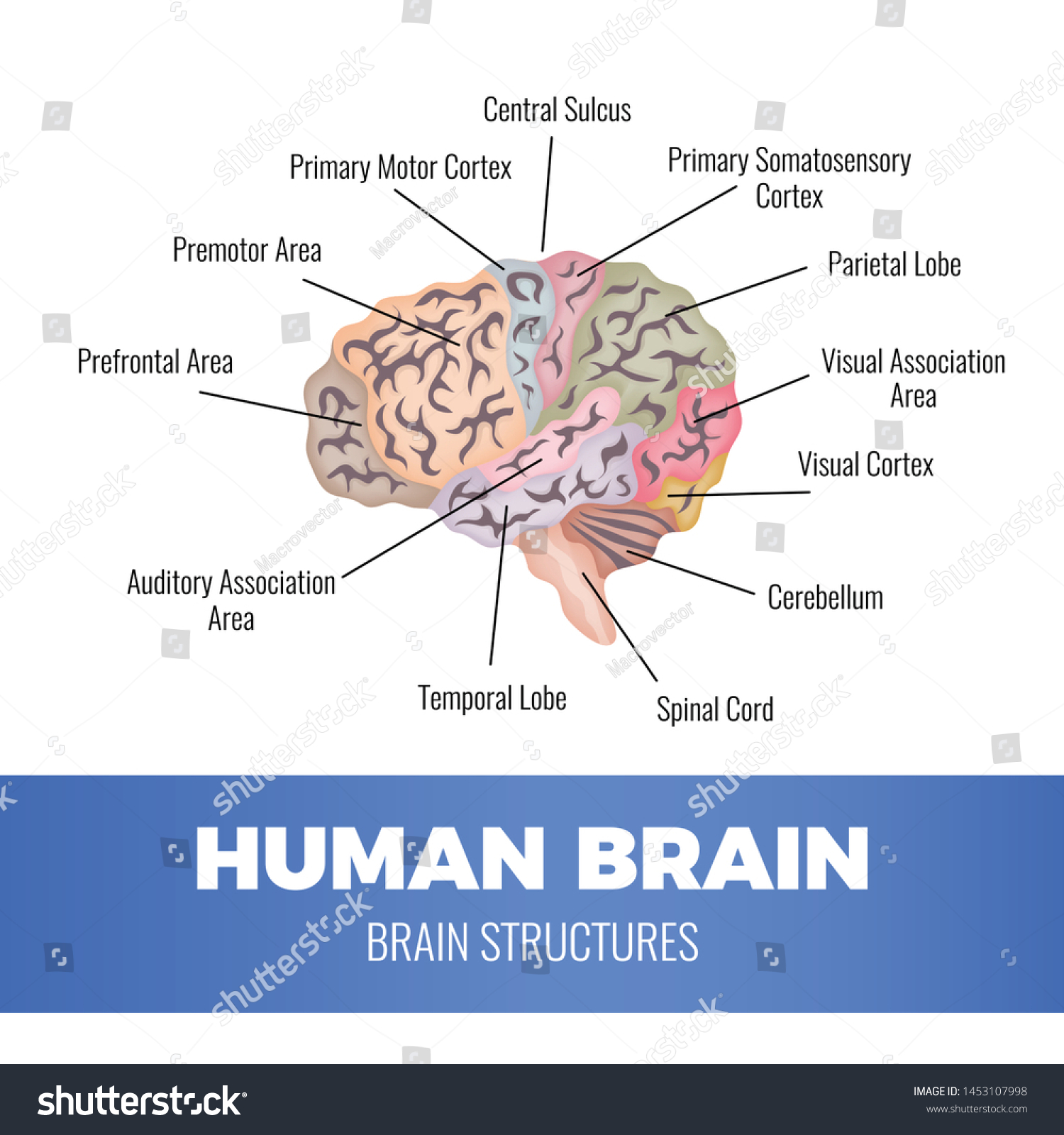 Neurology Human Brain Anatomy Composition With Royalty Free Stock