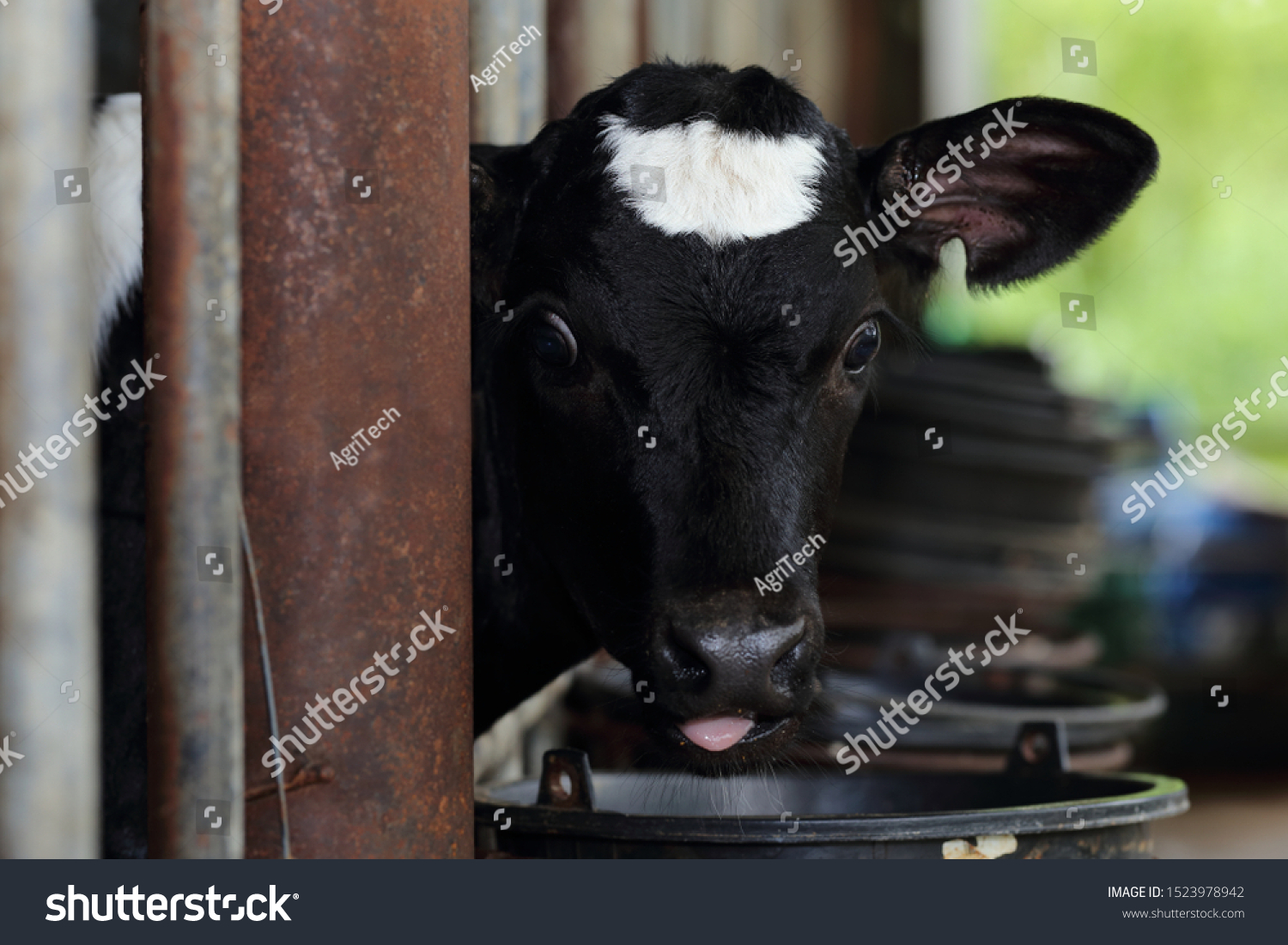 Calf Care Dairy Farm Management And Calf Royalty Free Stock Photo