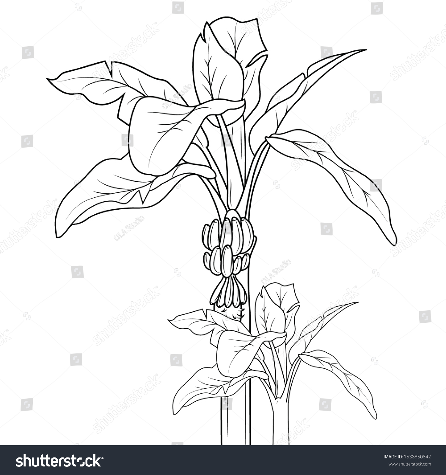 Printable Of Banana Tree Colouring Book For Royalty Free Stock Photo