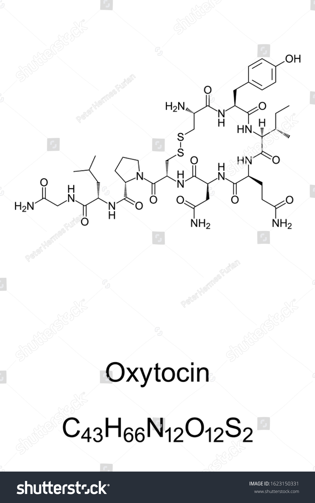 Oxytocin Molecule Skeletal Formula Royalty Free Stock Vector