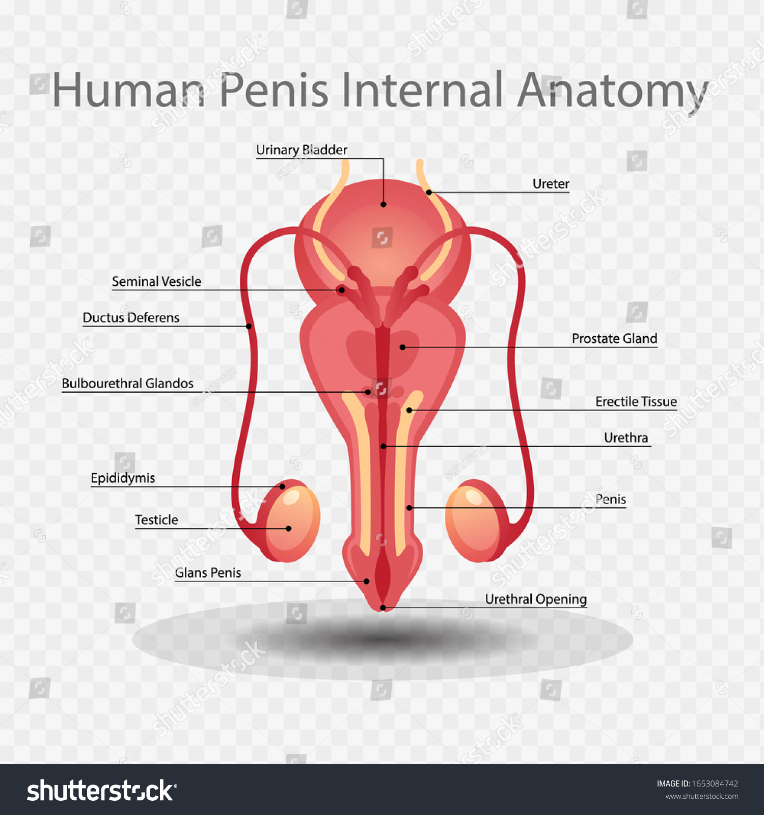 Penis Internal Anatomy Vector Illustration Male Royalty Free Stock Vector Avopix