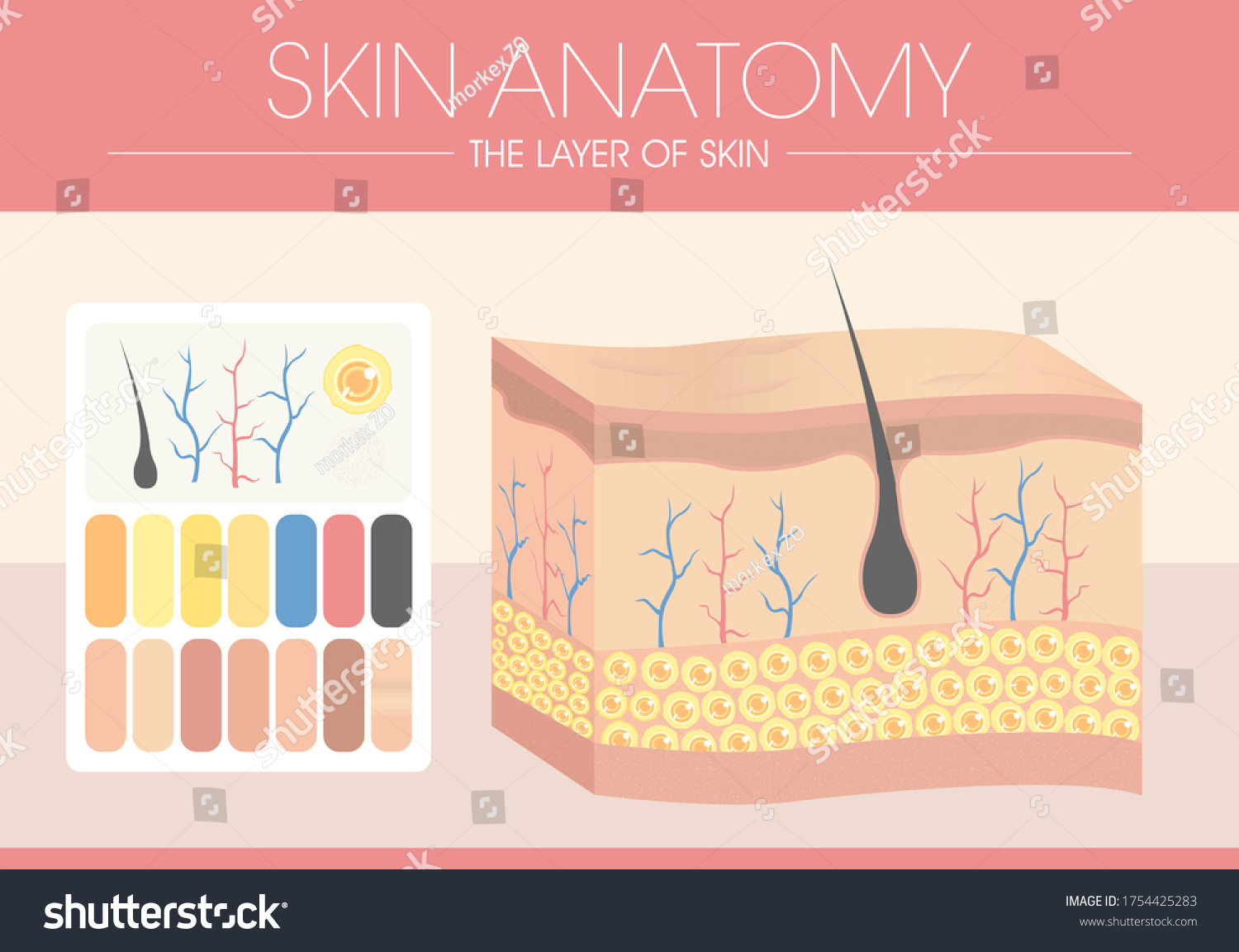 Human Skin Layered Epidermis With Hair Follicles Royalty Free Stock