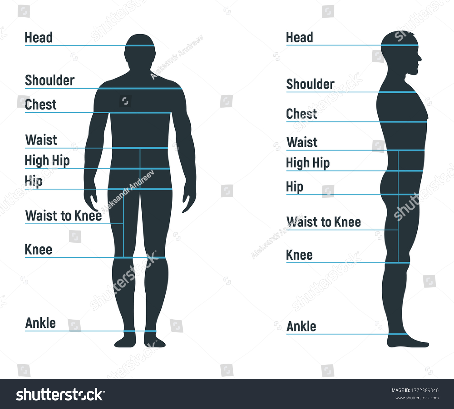 Male Size Chart Anatomy Human Character People Royalty Free Stock