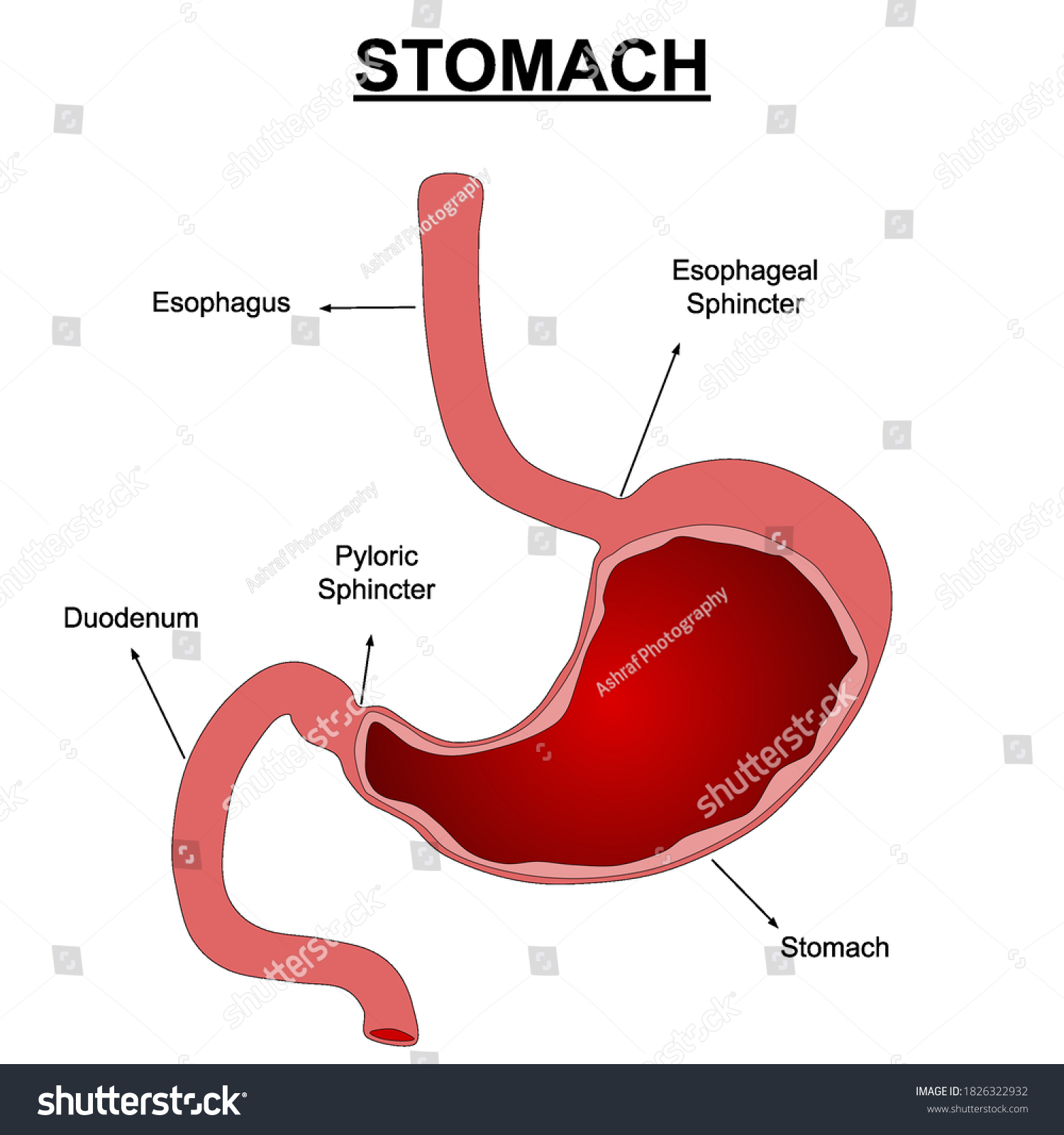 Human Stomach Anatomy Vector Illustration With Royalty Free Stock