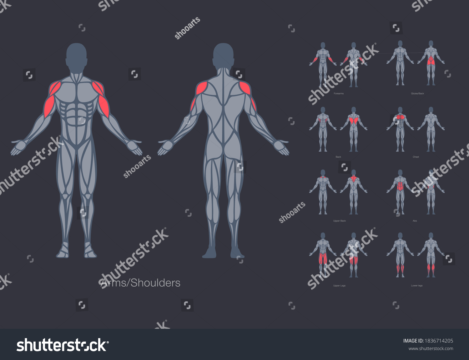 Human Muscles Anatomy Model Vector Design Royalty Free Stock Vector