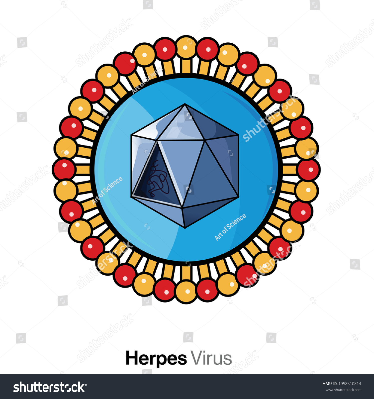 Illustration Of Structure Of Herpes Virus Royalty Free Stock Vector